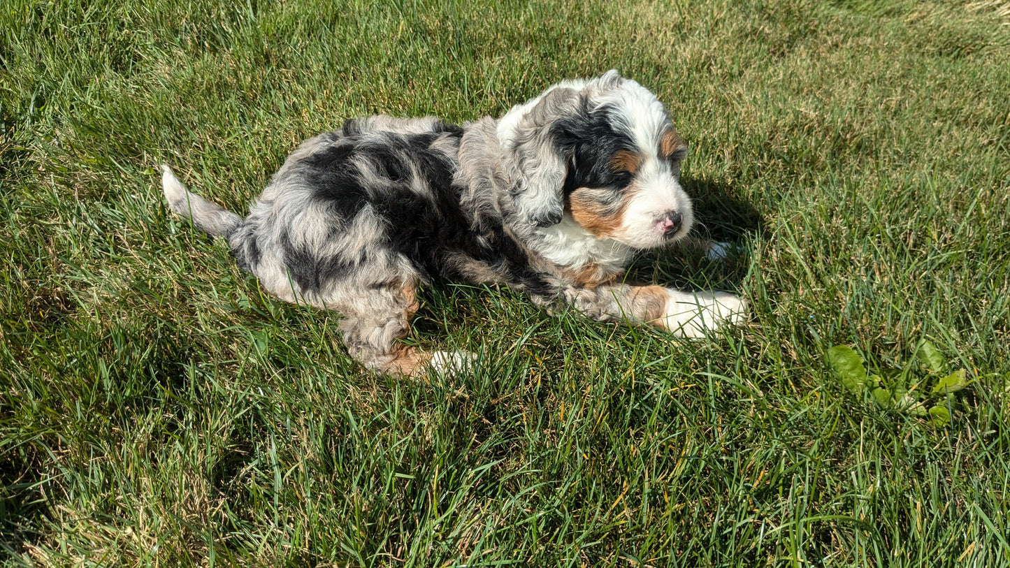 BERNEDOODLE (07/15) FEMALE