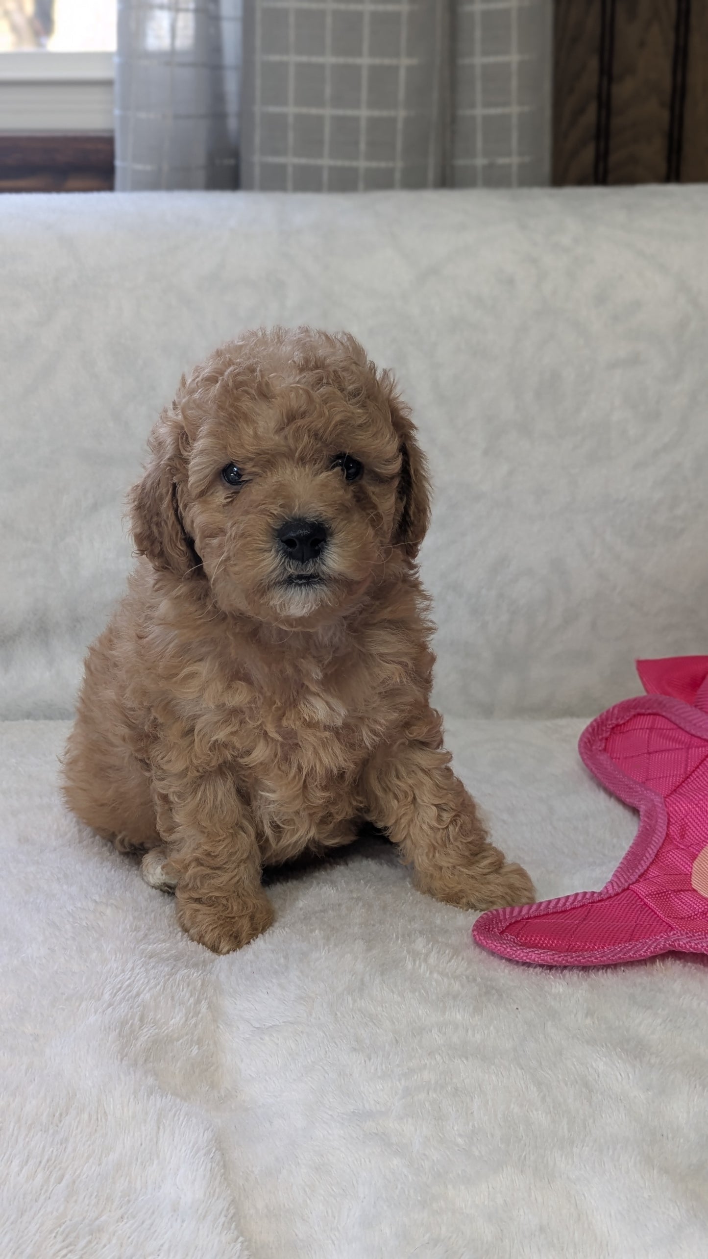MINI POODLE (01/10) MALE