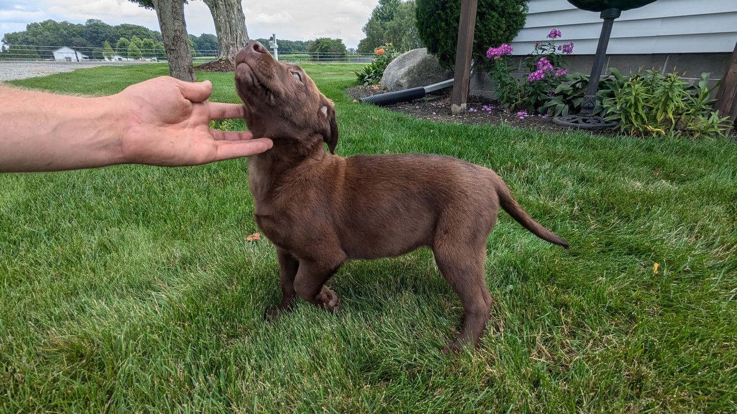 CHOCOLATE LAB (05/04) FEMALE