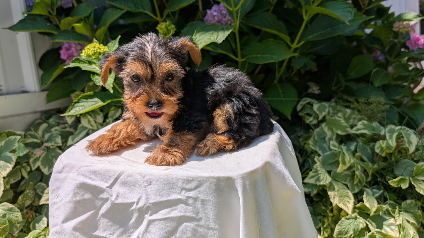 YORKSHIRE TERRIER (05/23) MALE