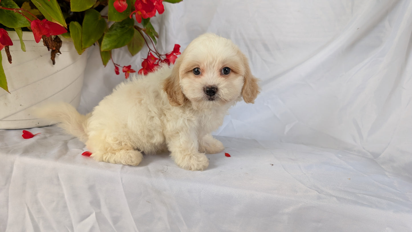 TEDDY BEAR (06/29) FEMALE