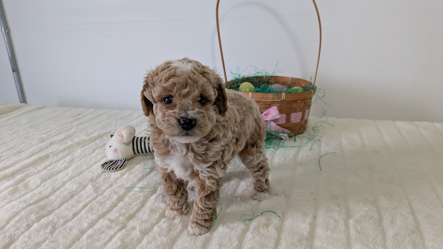 MINI POODLE (03/13) FEMALE
