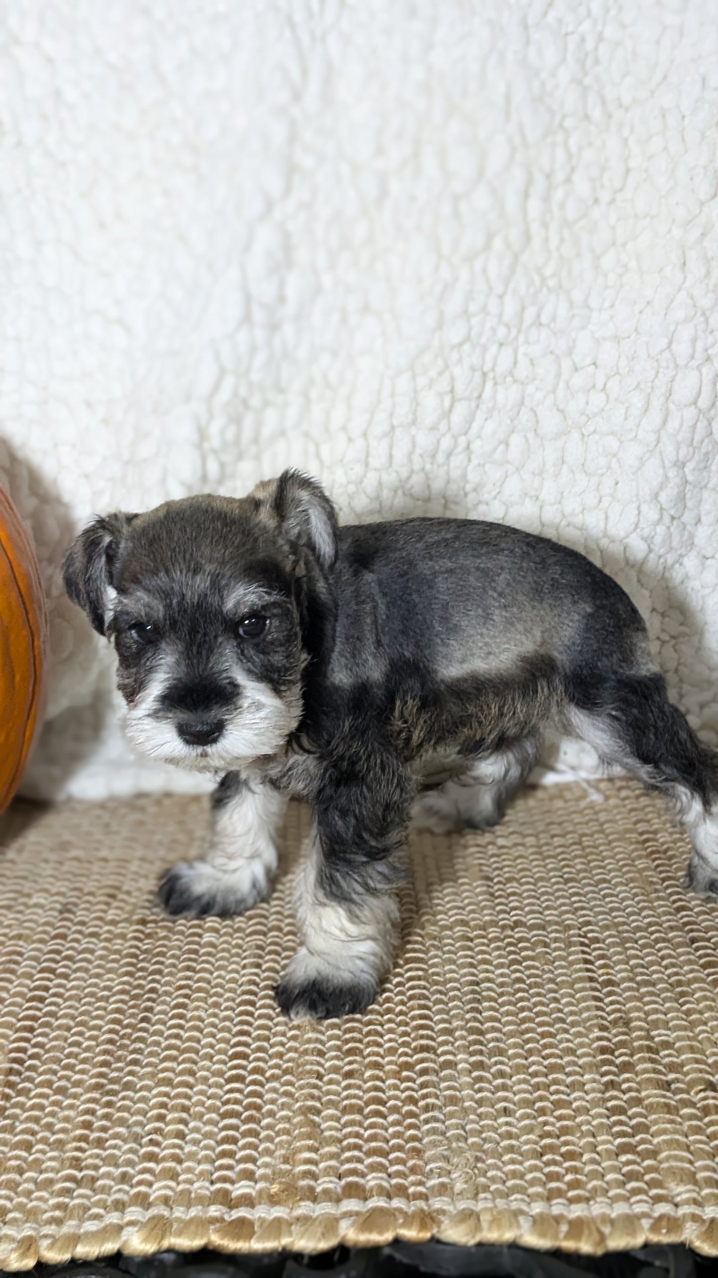 MINI SCHNAUZER (09/23) MALE