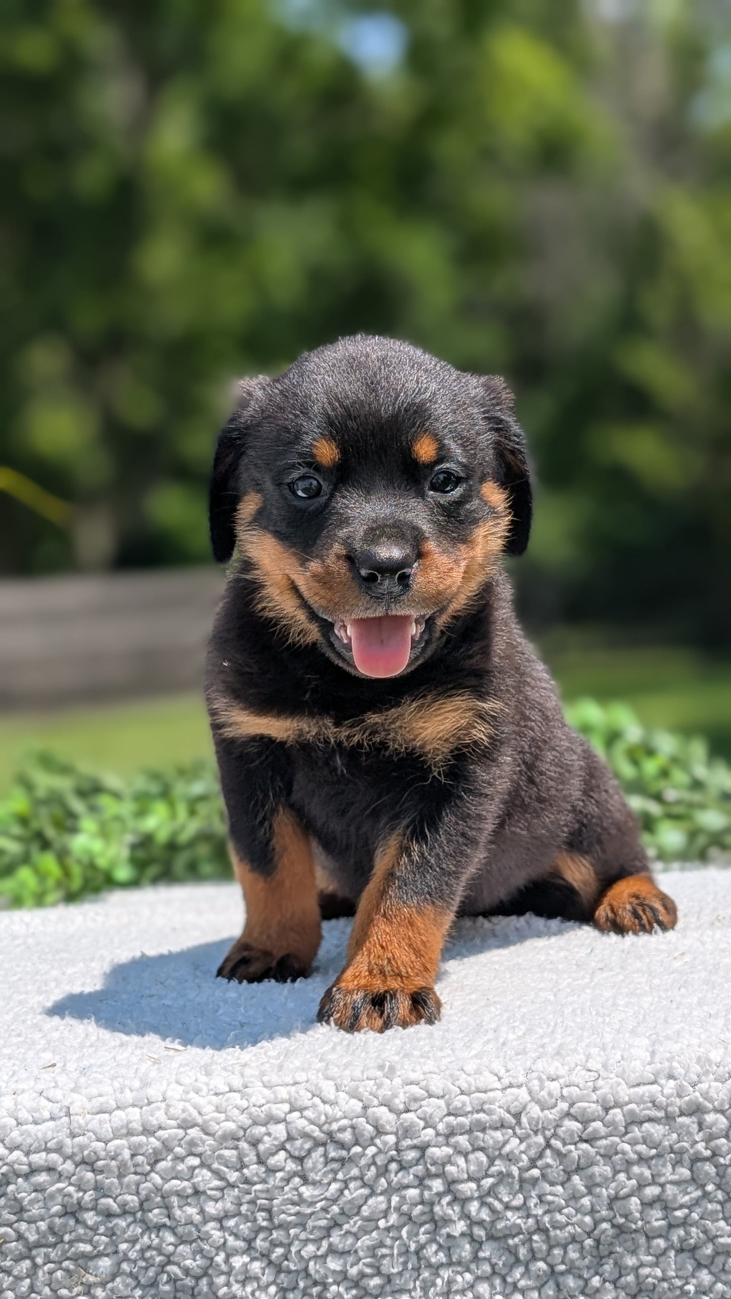 ROTTWEILER (05/28) FEMALE