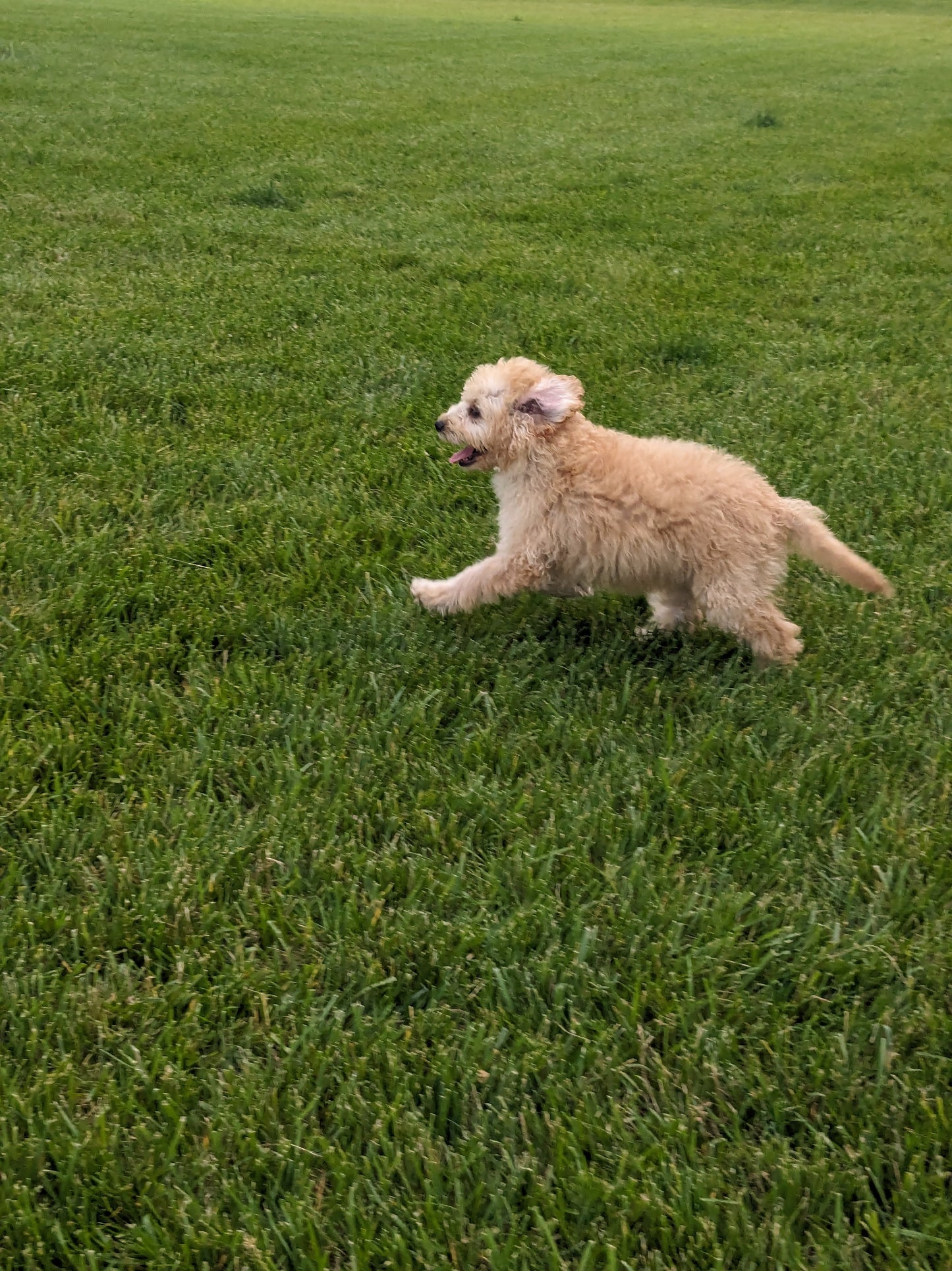 CAVAPOO (03/07) FEMALE