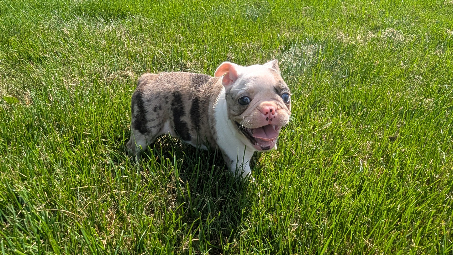 FRENCHTON (06/25) FEMALE