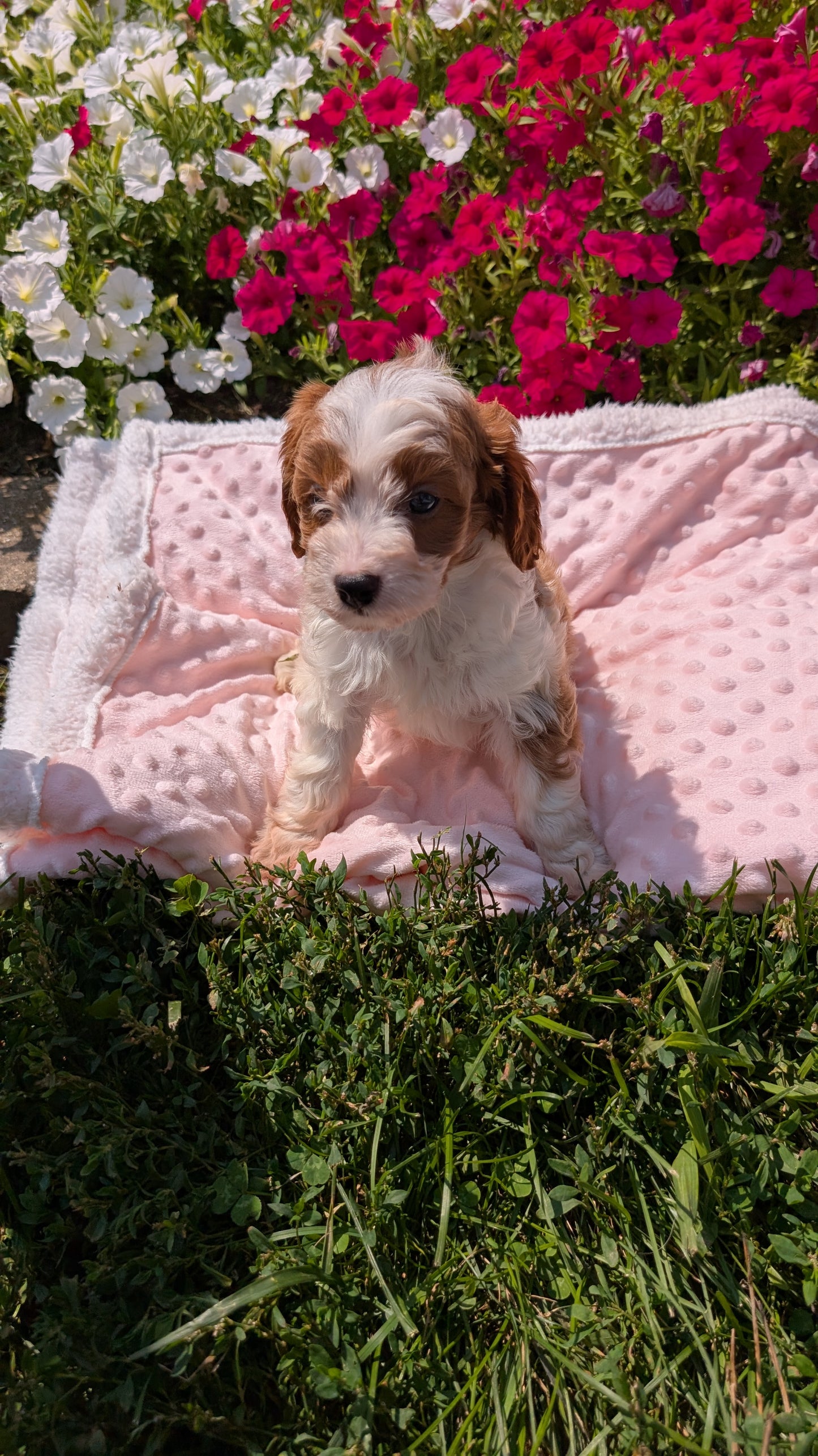 CAVAPOO (06/19) MALE