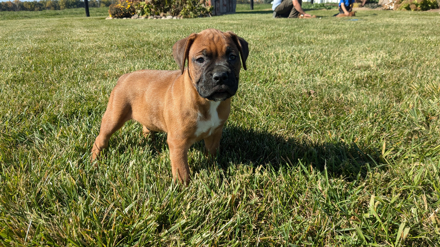 BOXER (09/08) MALE