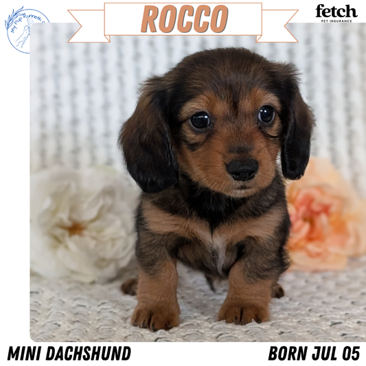 MINI DACHSHUNDS (JUL 05) 2 MALES/2 FEMALES