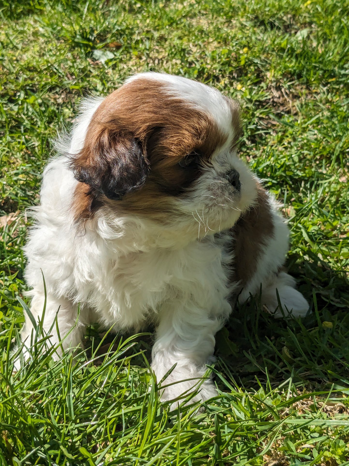 SHIH TZU (03/11) MALE