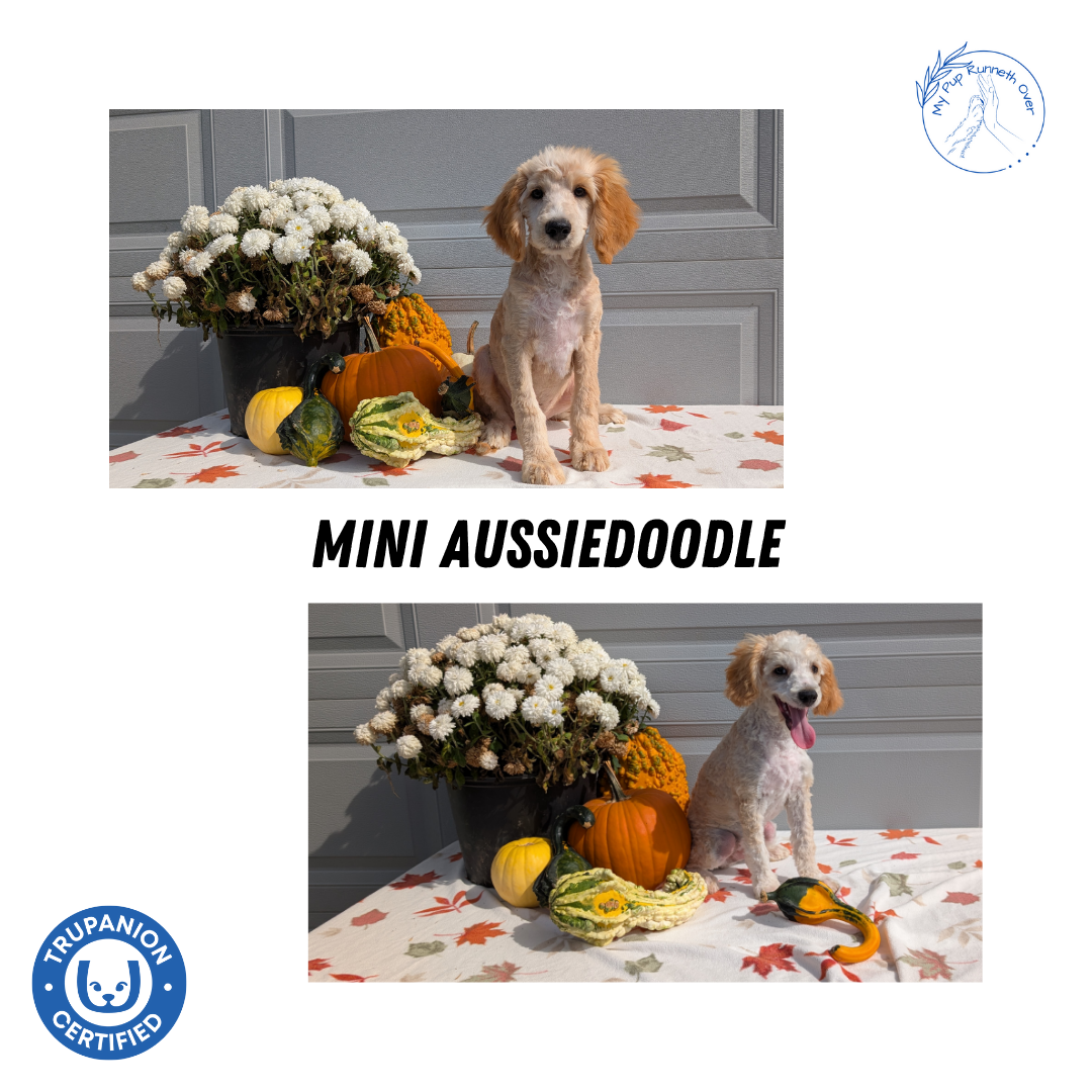 MINI AUSSIEDOODLE (06/21) MALE