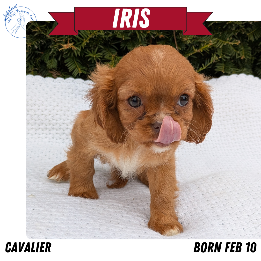 CAVALIER (02/10) FEMALE