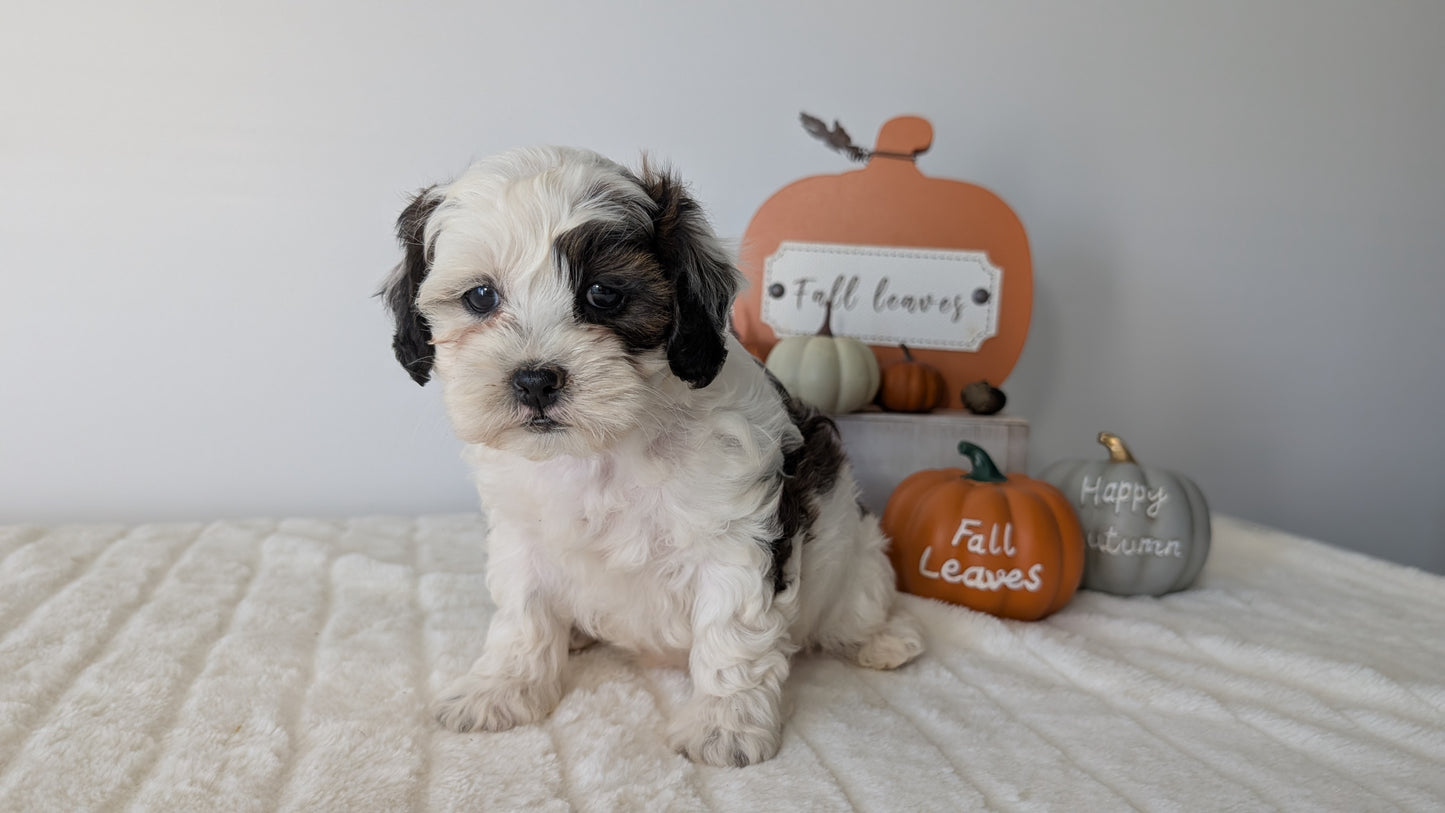 SHIHPOO (07/26) FEMALE