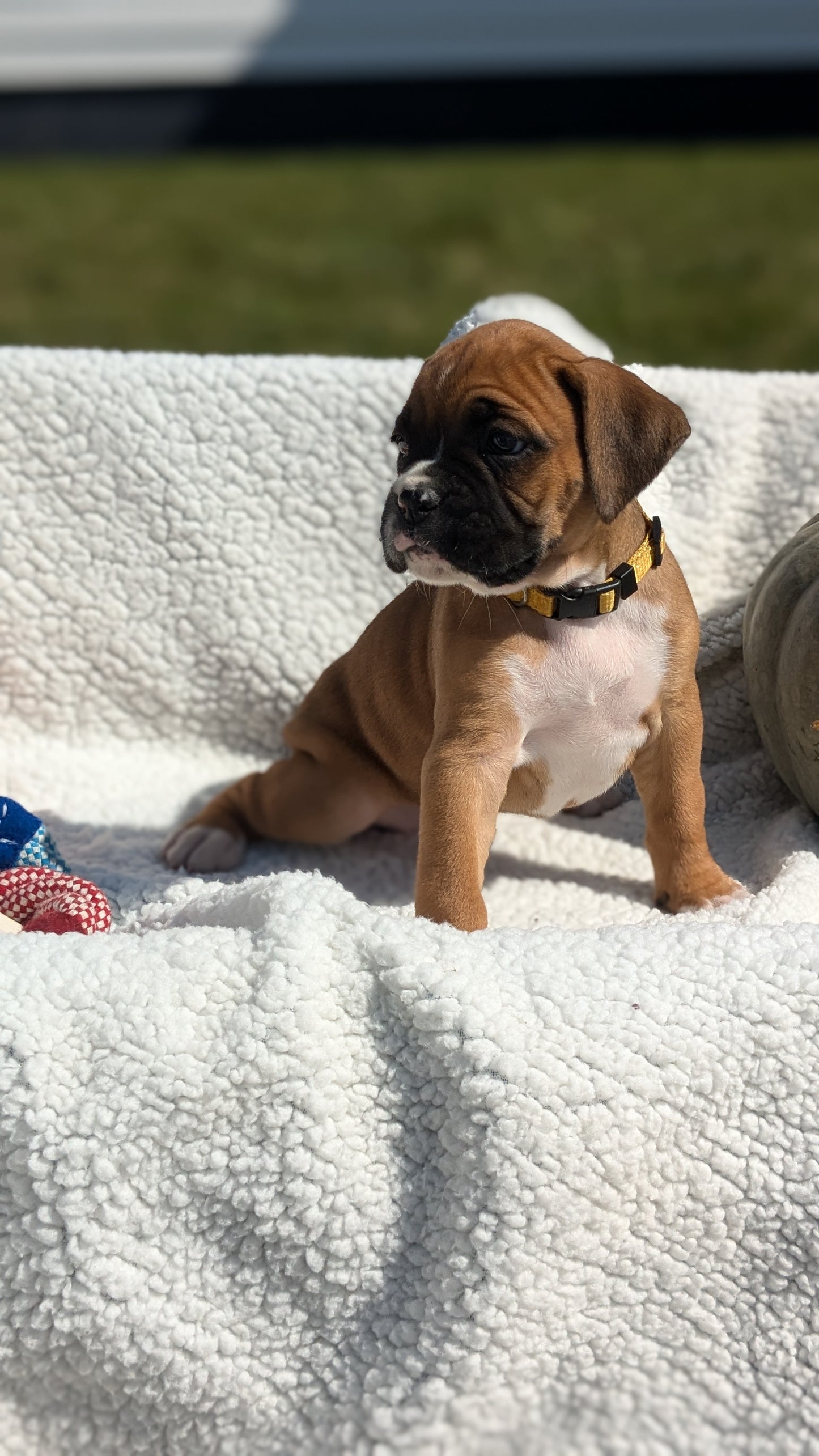 BOXER (08/27) FEMALE