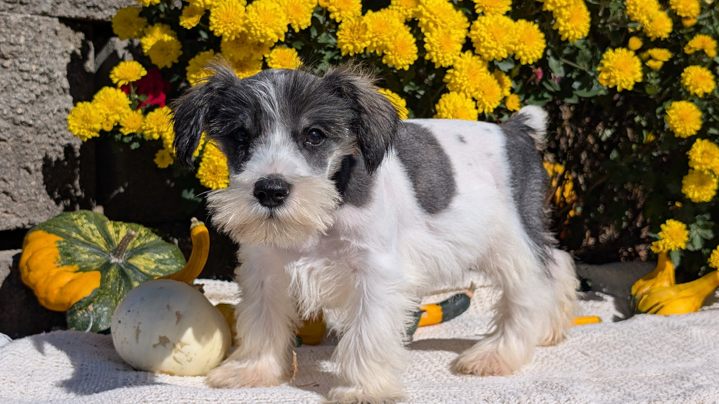 MINI SCHNAUZER (08/06) MALE