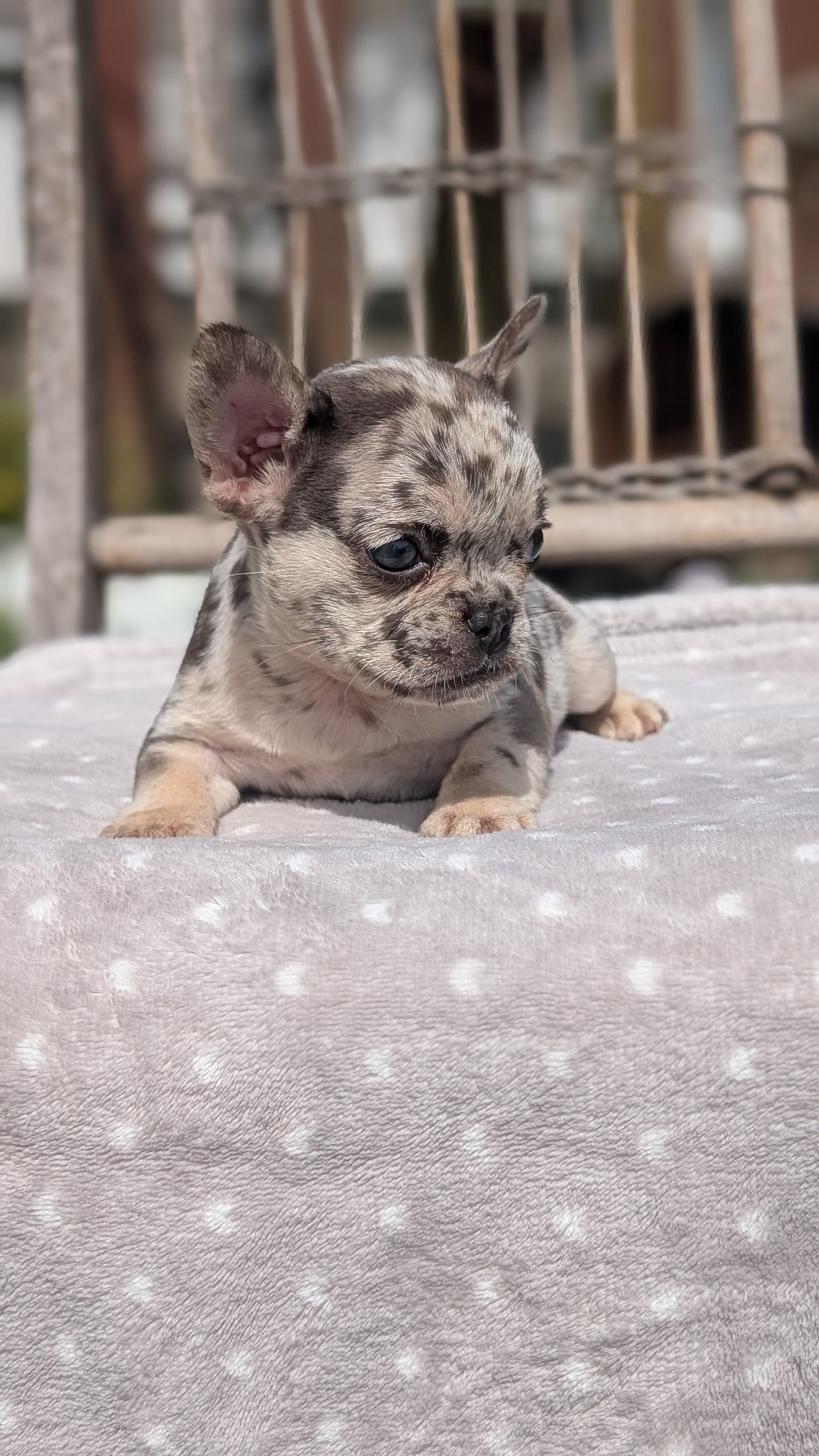FRENCH BULLDOG (07/11) FEMALE