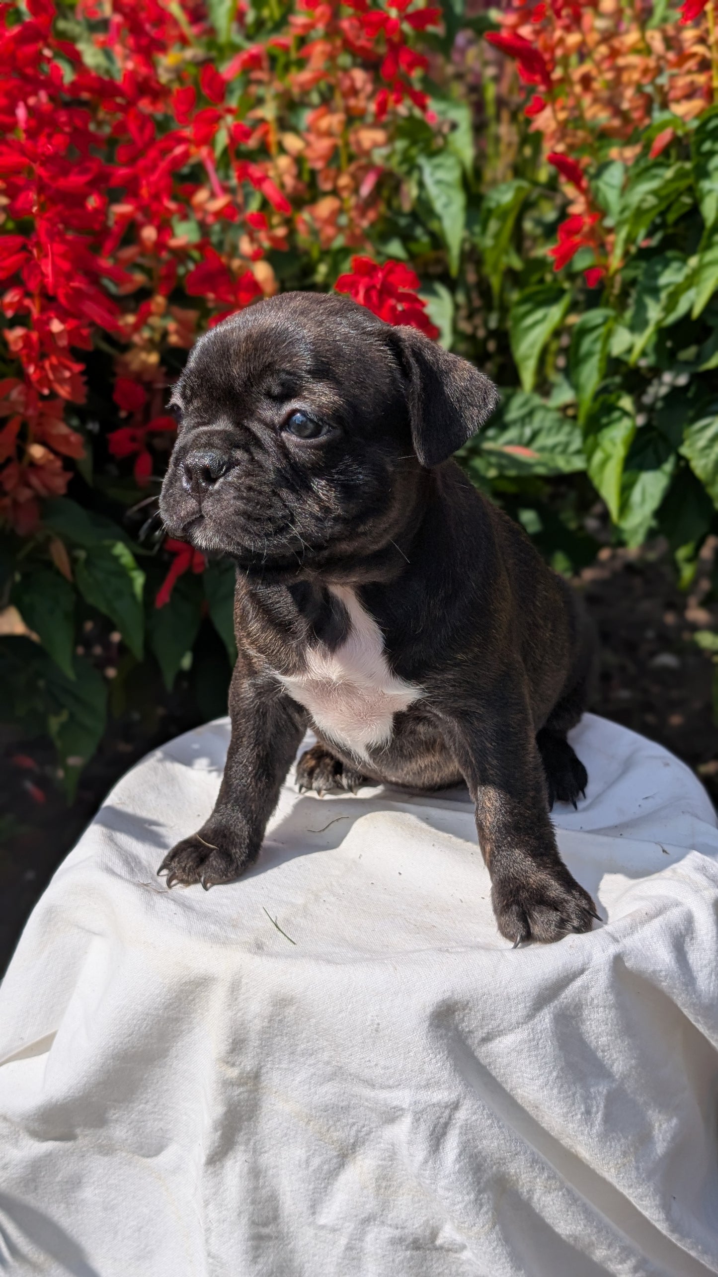 FRENCHTON (06/25) FEMALE