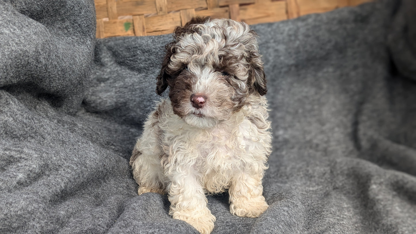 COCKAPOO (09/13) MALE