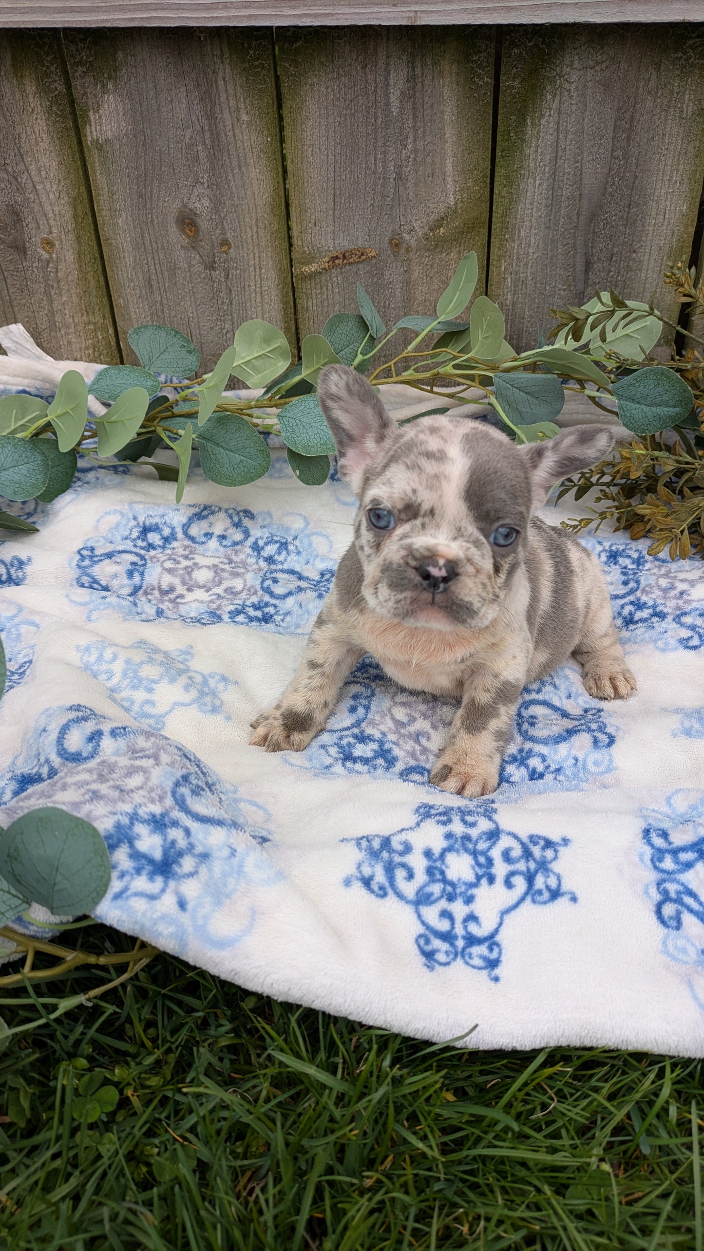 FRENCH BULLDOG (03/04) FEMALE