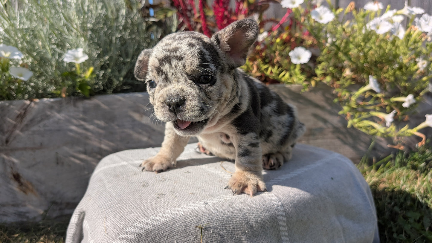 FRENCH BULLDOG (07/03) MALE