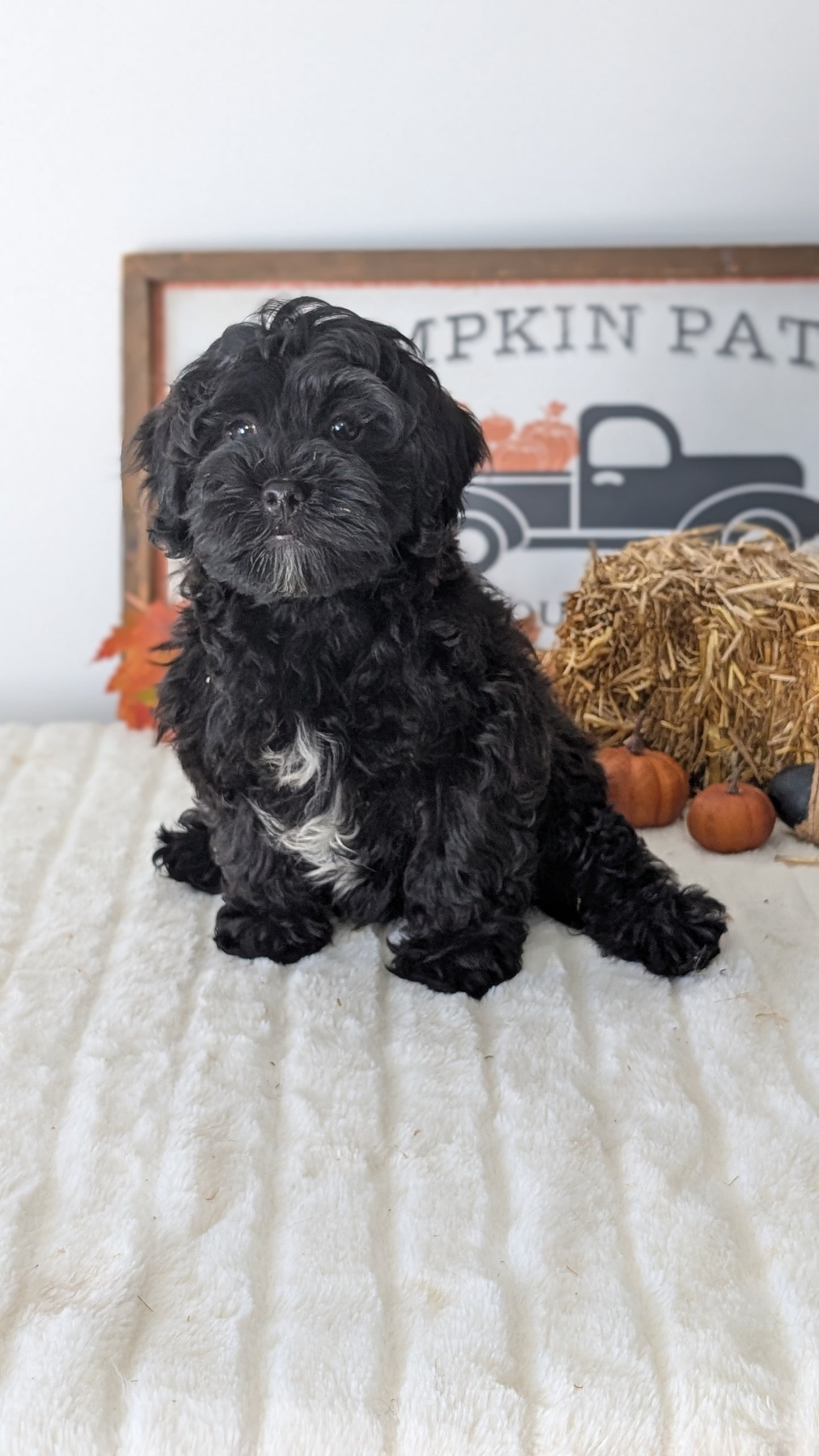 SHIHPOO (07/26) MALE