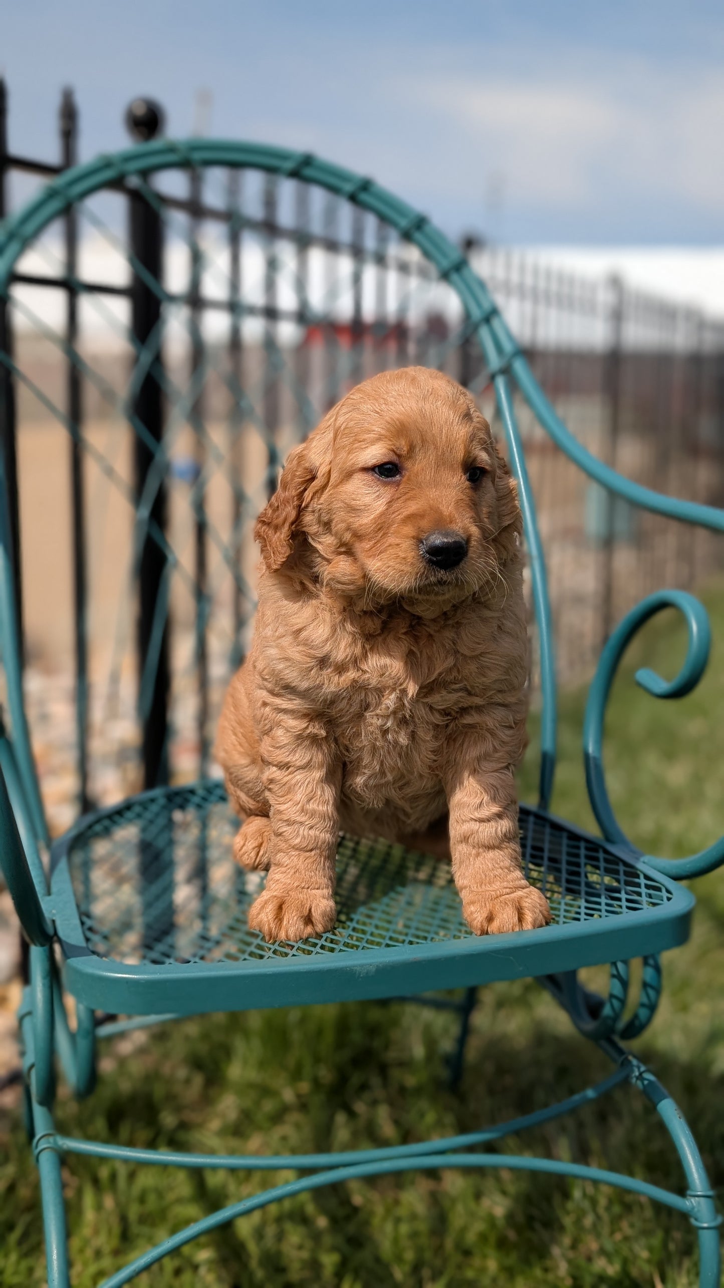 GOLDEN RETRIEVER (FEB 04) FEMALES