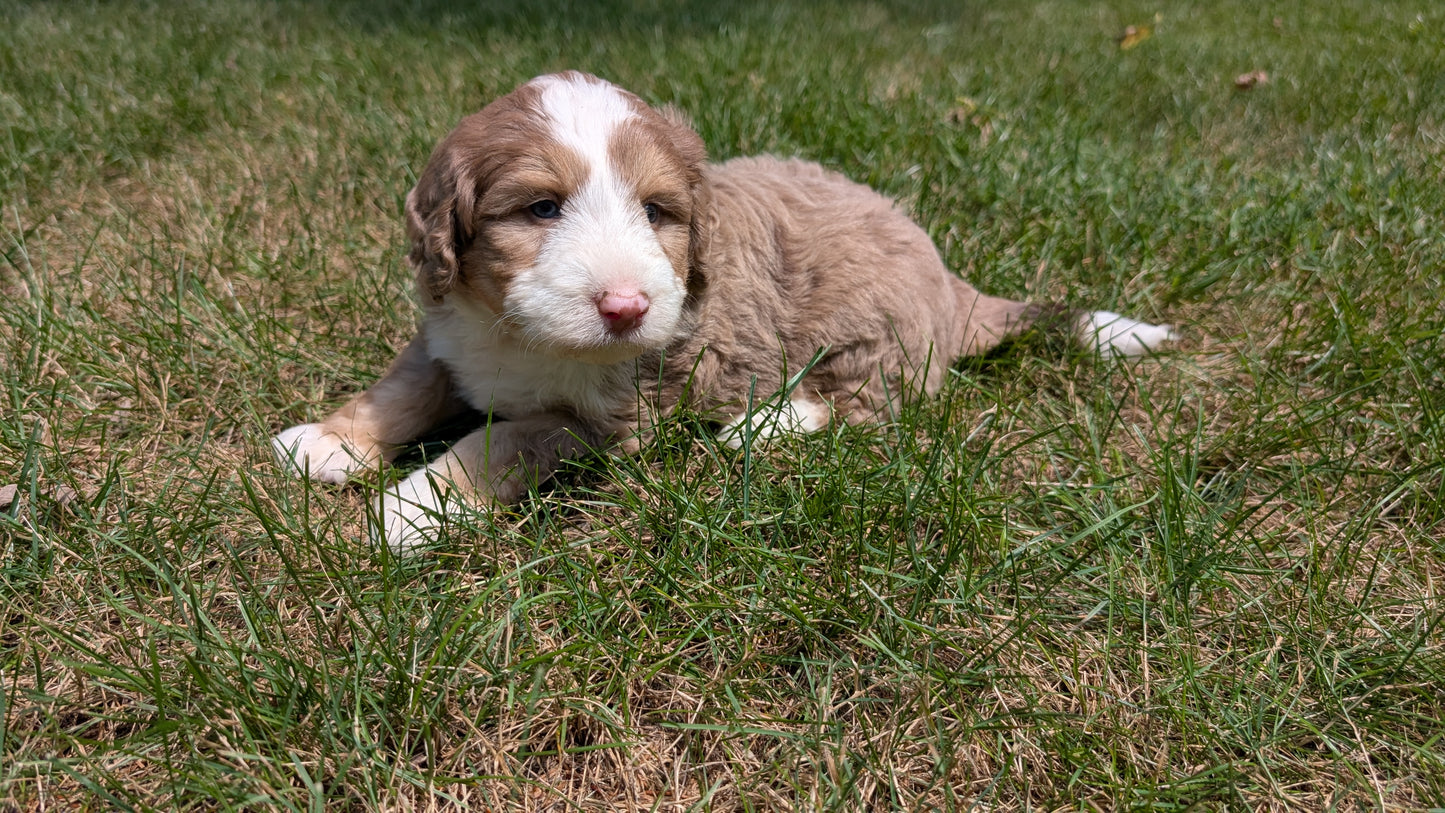 MINI BERNEDOODLE (06/11) MALE