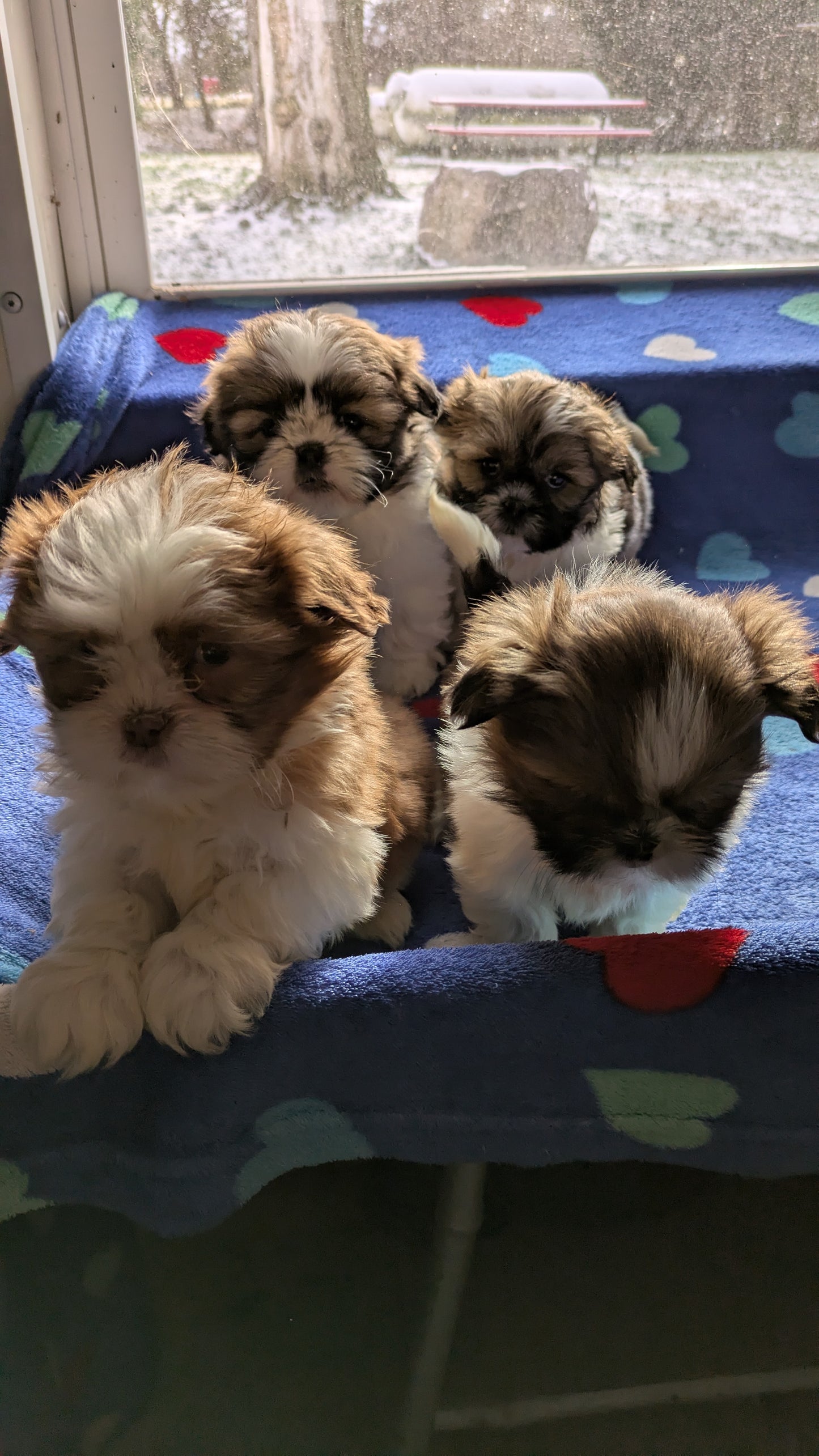 SHIH TZU (10/23) MALE