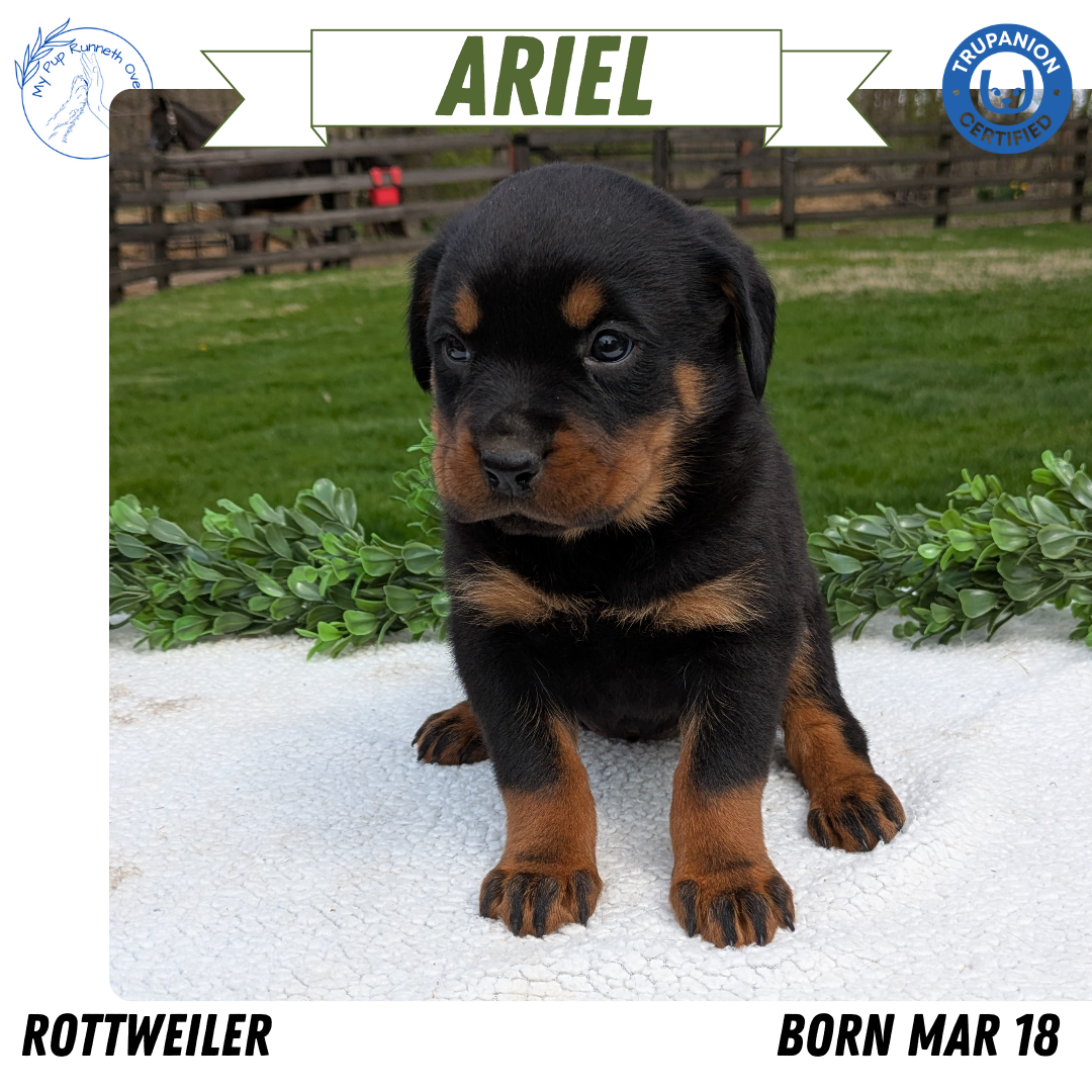 ROTTWEILER (03/18) FEMALE
