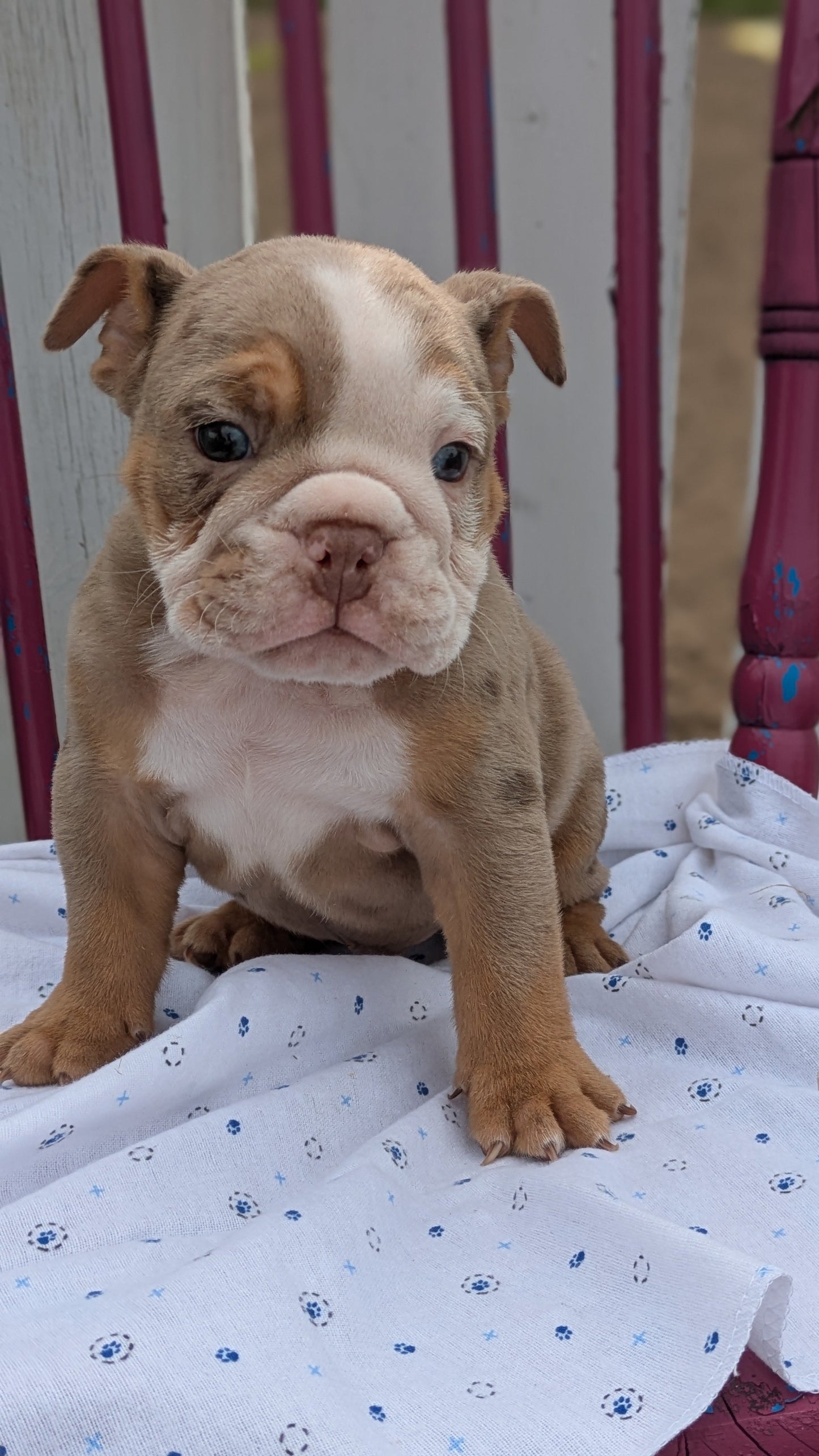 ENGLISH BULLDOG (04/18) MALE