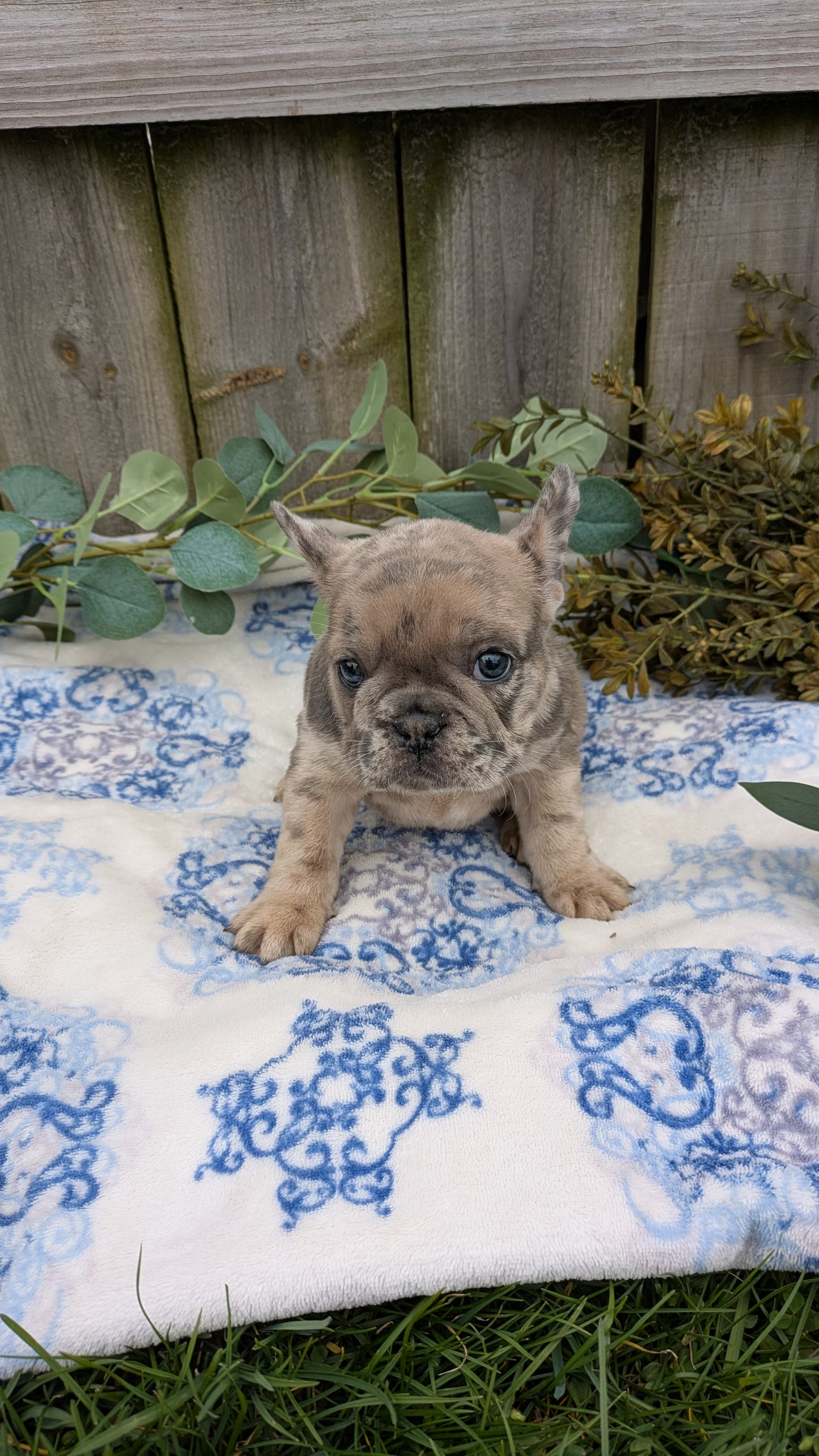 FRENCH BULLDOG (03/04) FEMALE