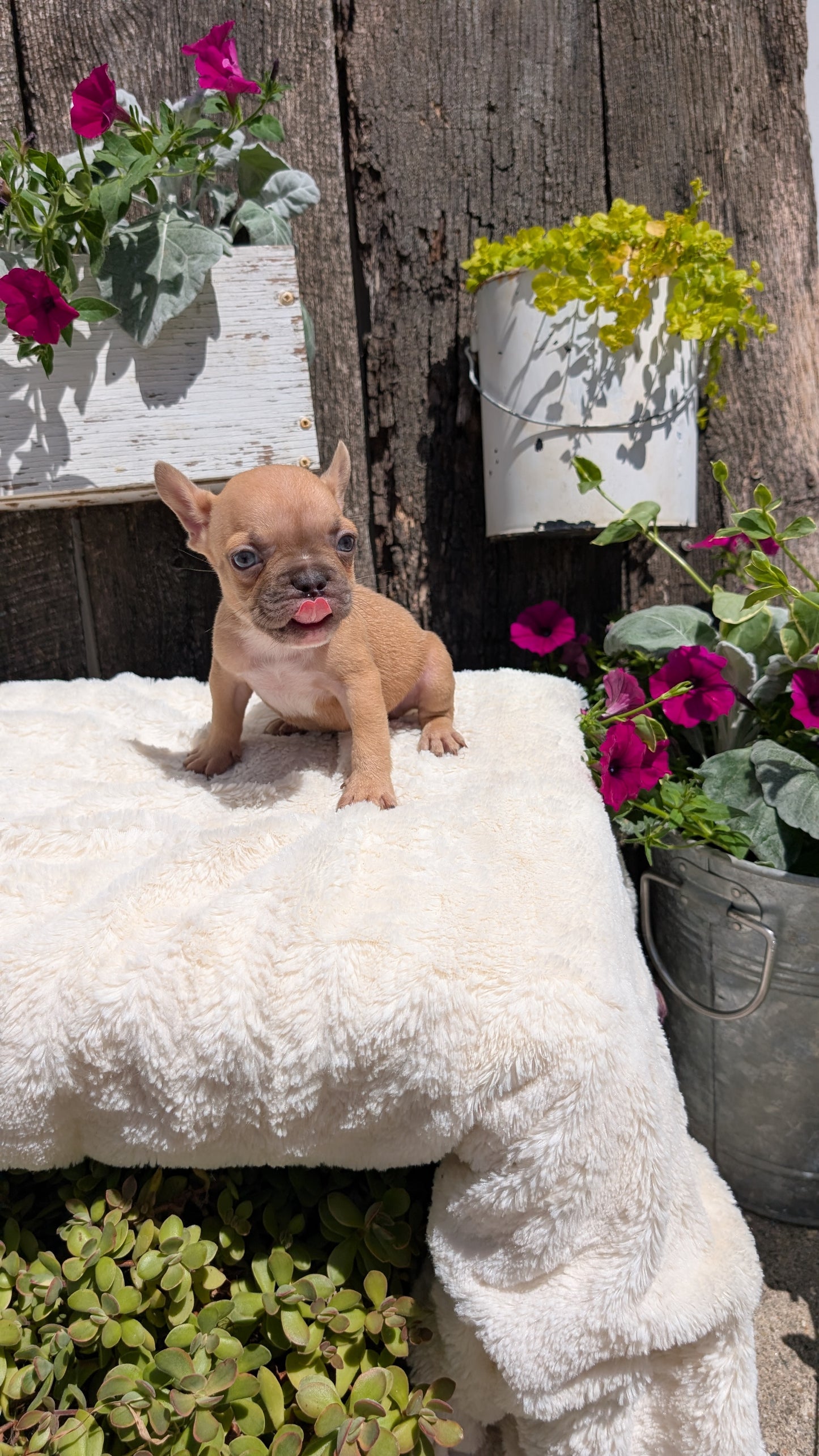 FRENCH BULLDOG (05/07) FEMALE