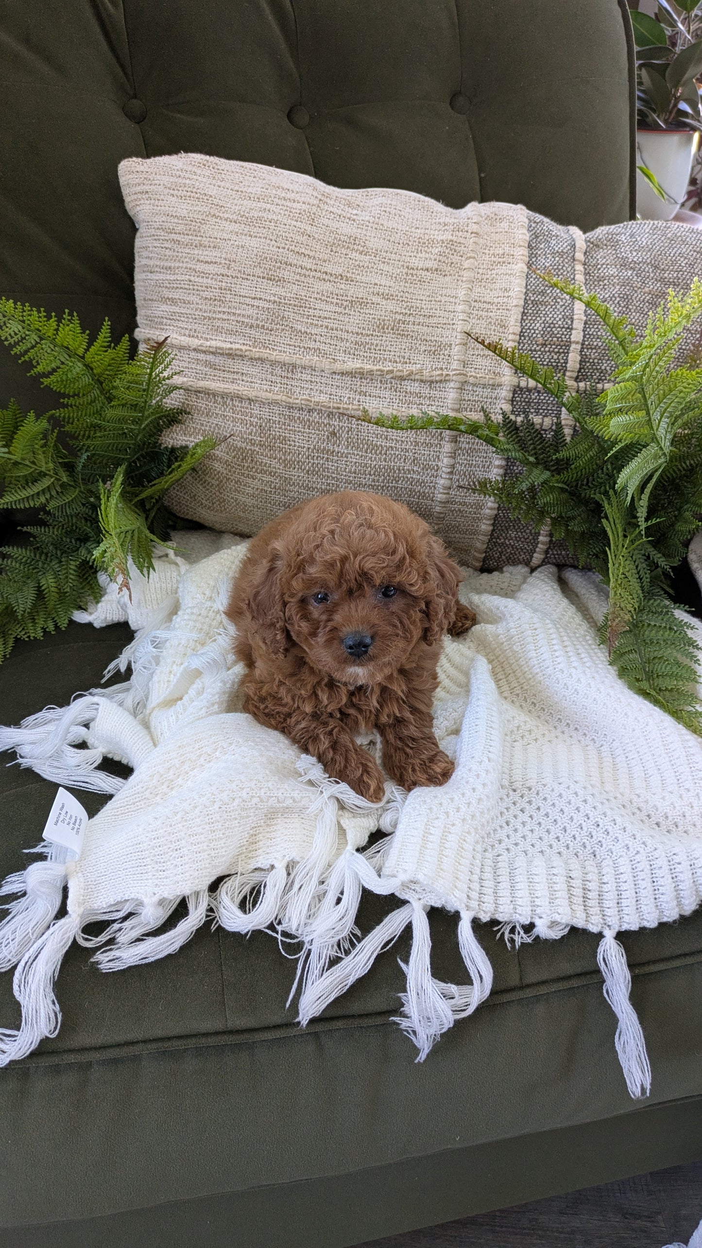 CAVAPOO (01/10) FEMALE