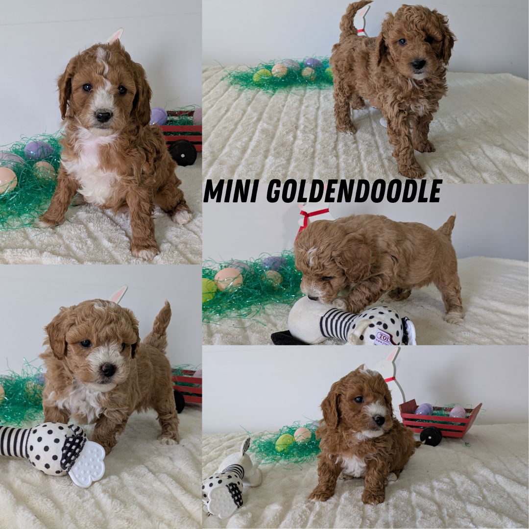 MINI GOLDENDOODLE (02/28) FEMALE