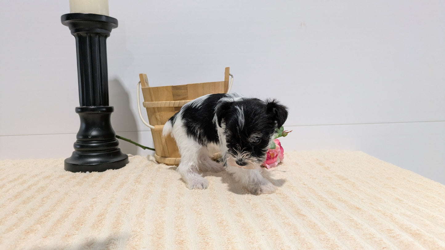 MINI SCHNAUZER (02/18) MALE
