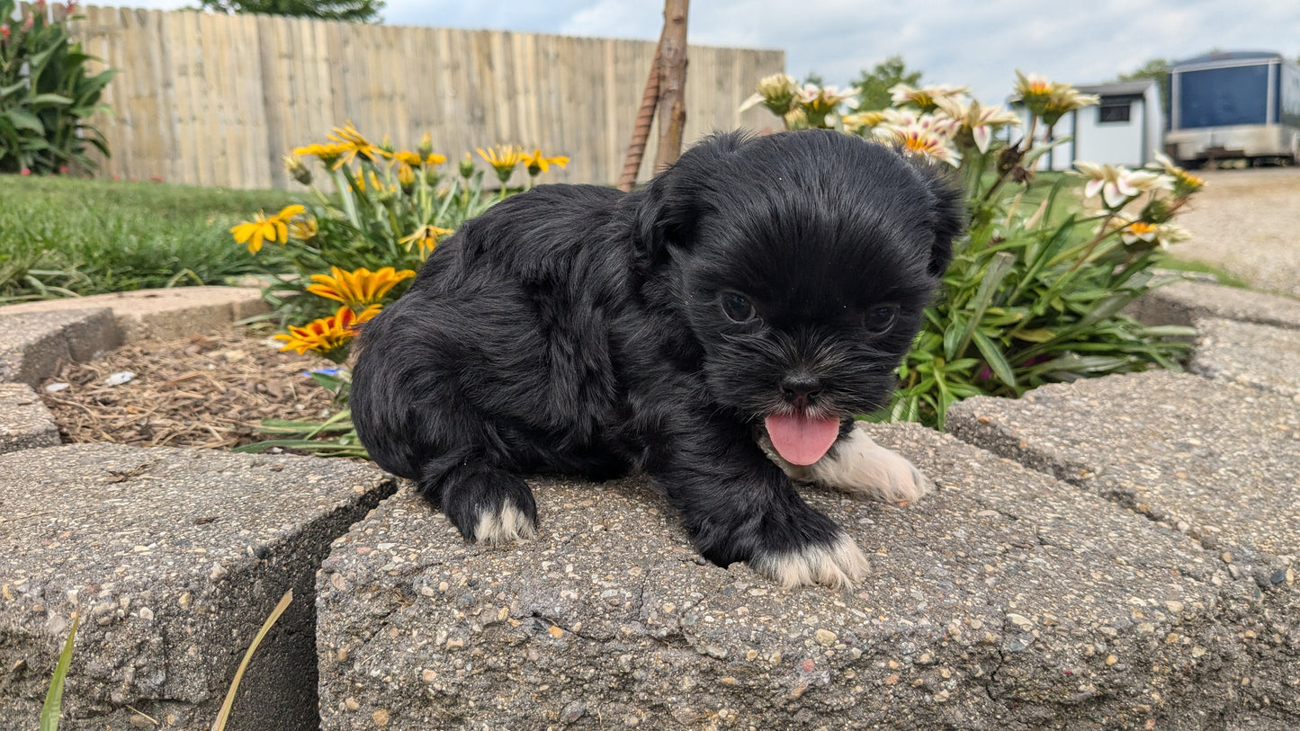 SHIH TZU (06/22) FEMALE