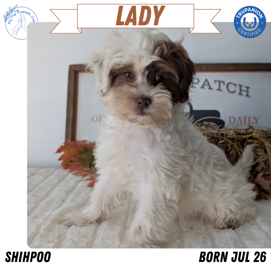 SHIHPOO (07/26) FEMALE