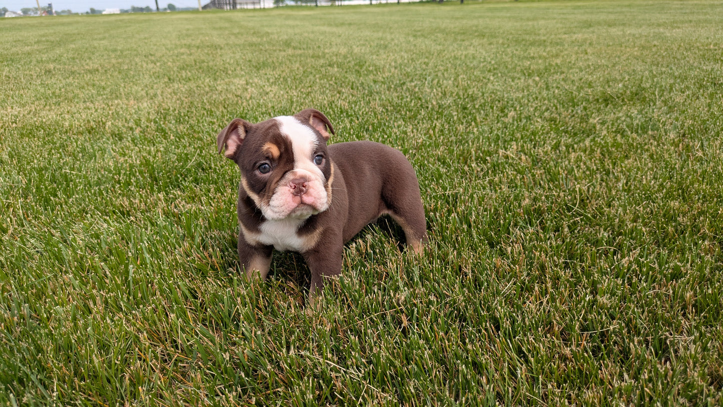 ENGLISH BULLDOG (04/18) MALE