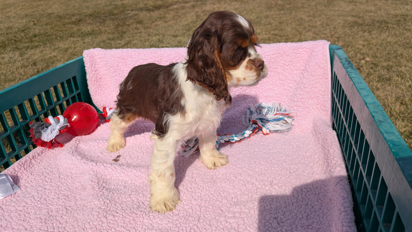 COCKER SPANIEL (12/21) FEMALE