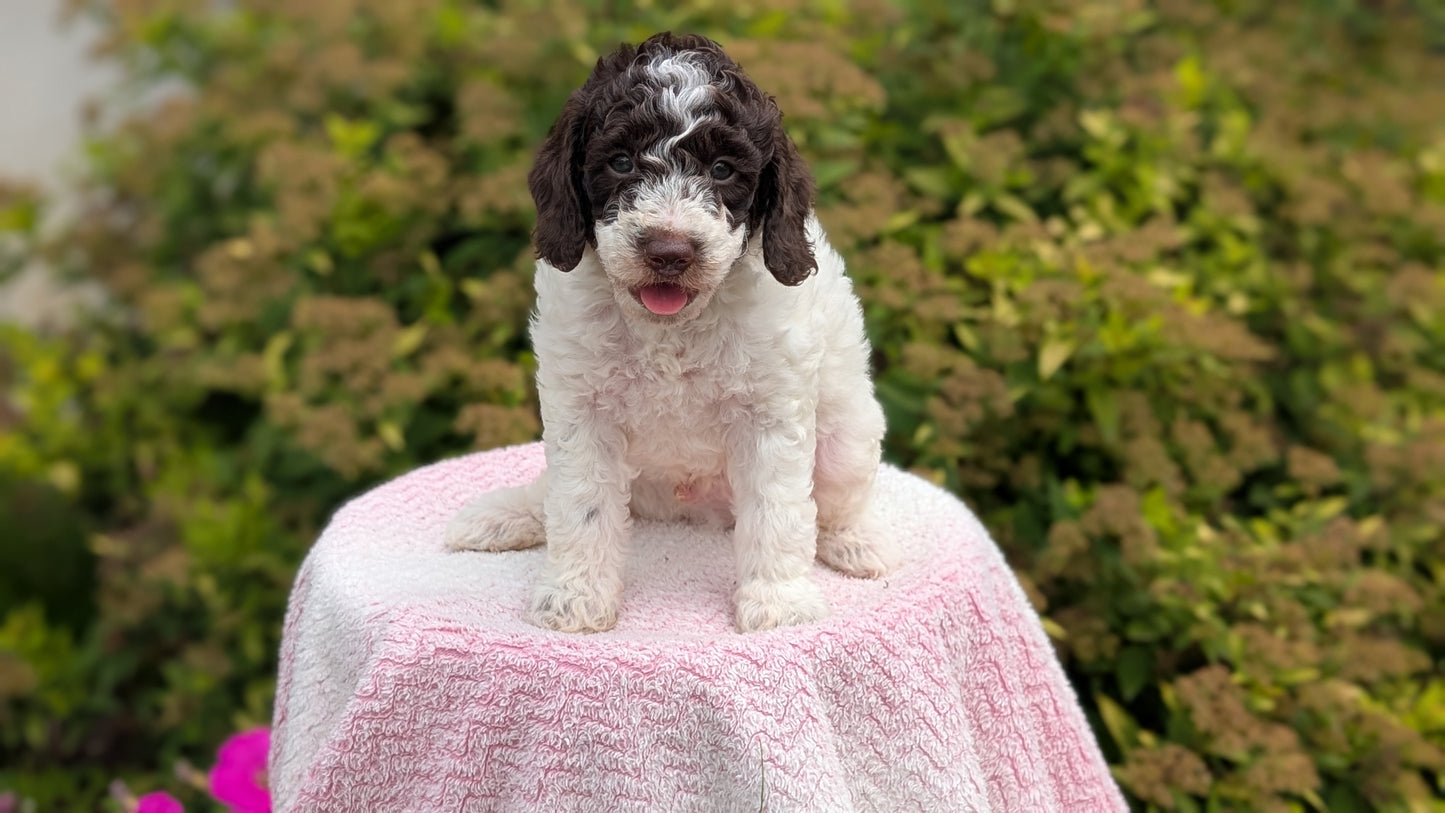 MINI POODLE (06/07) MALE