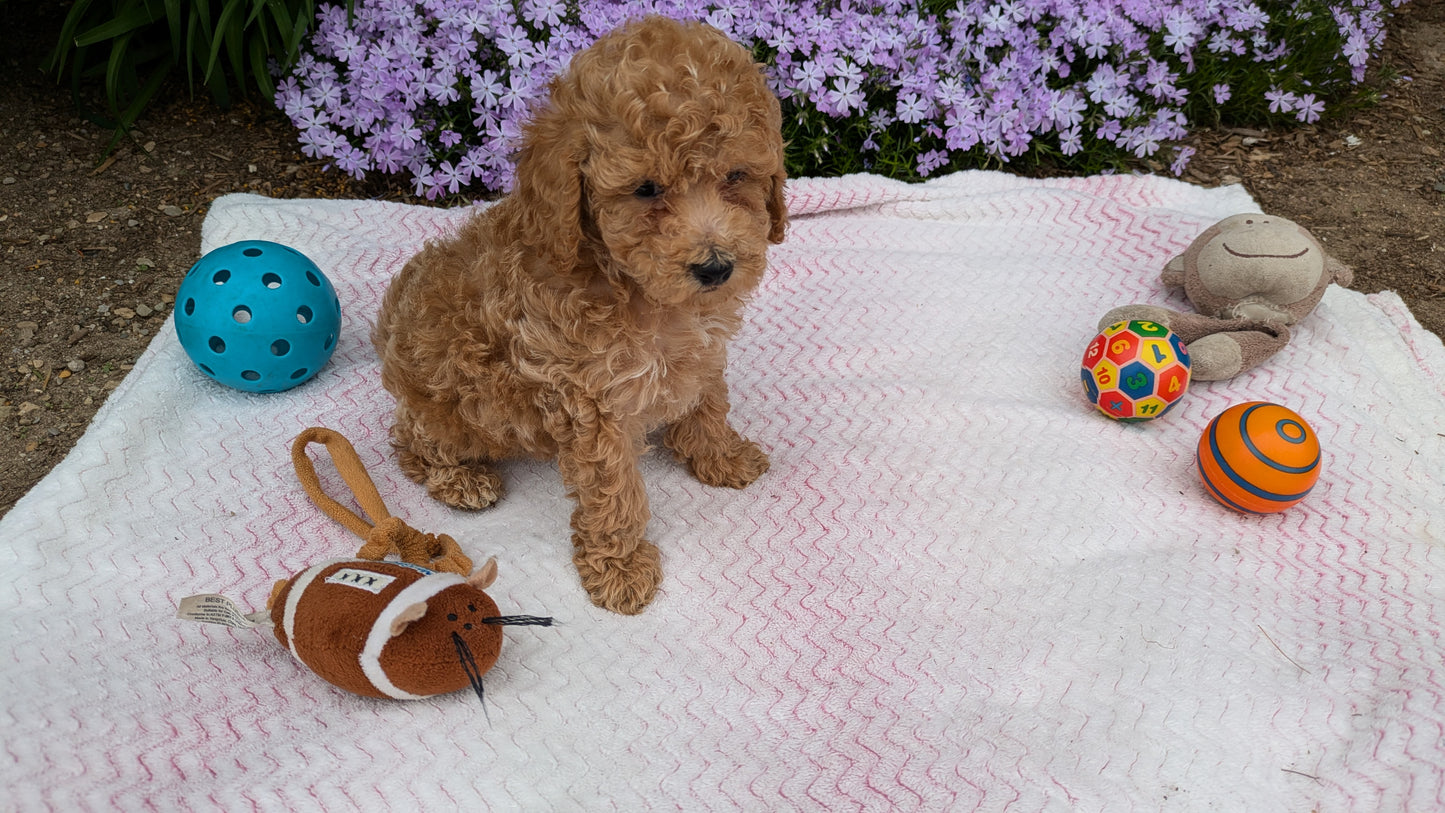 MALTIPOO (03/15) MALE