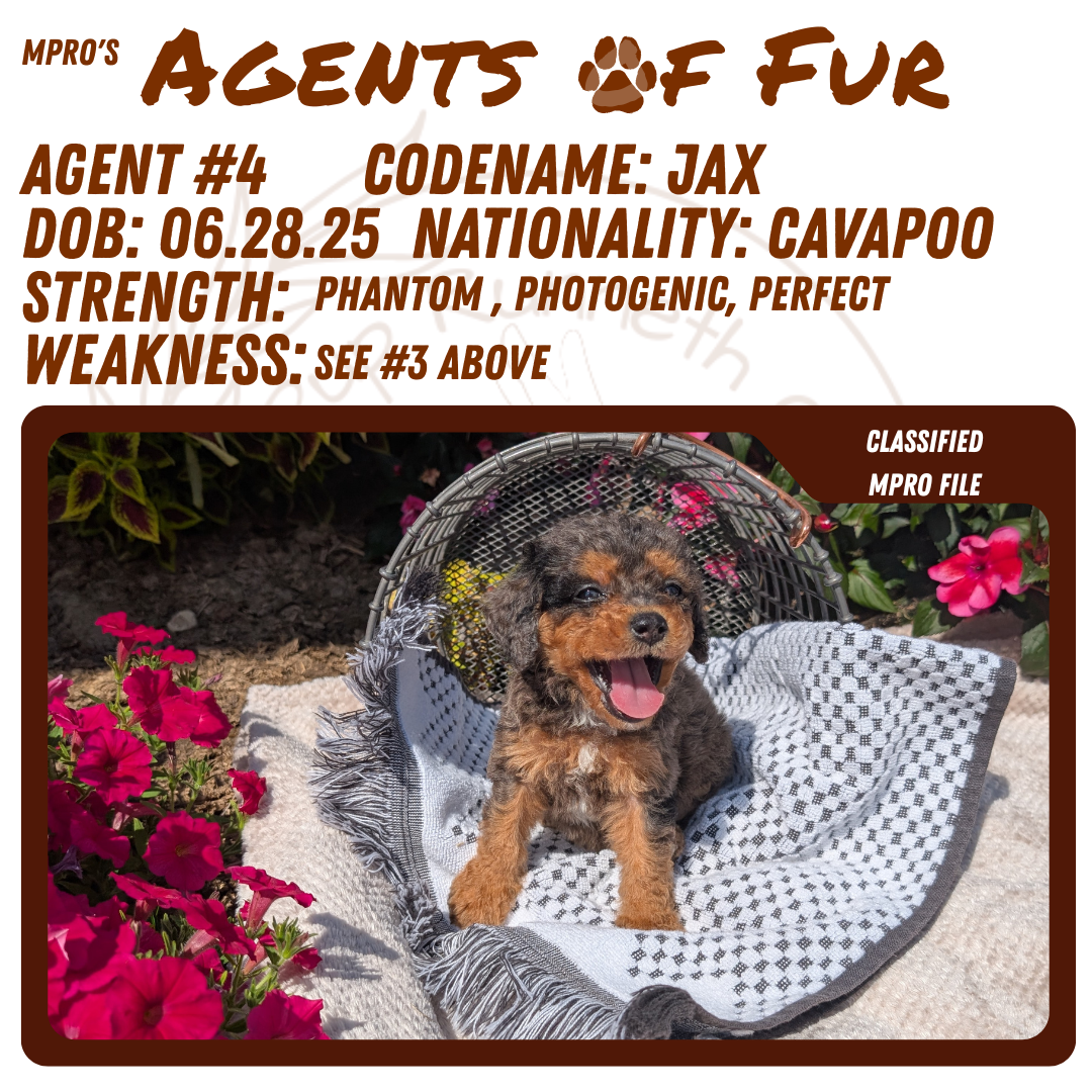 CAVAPOO (06/28) MALE
