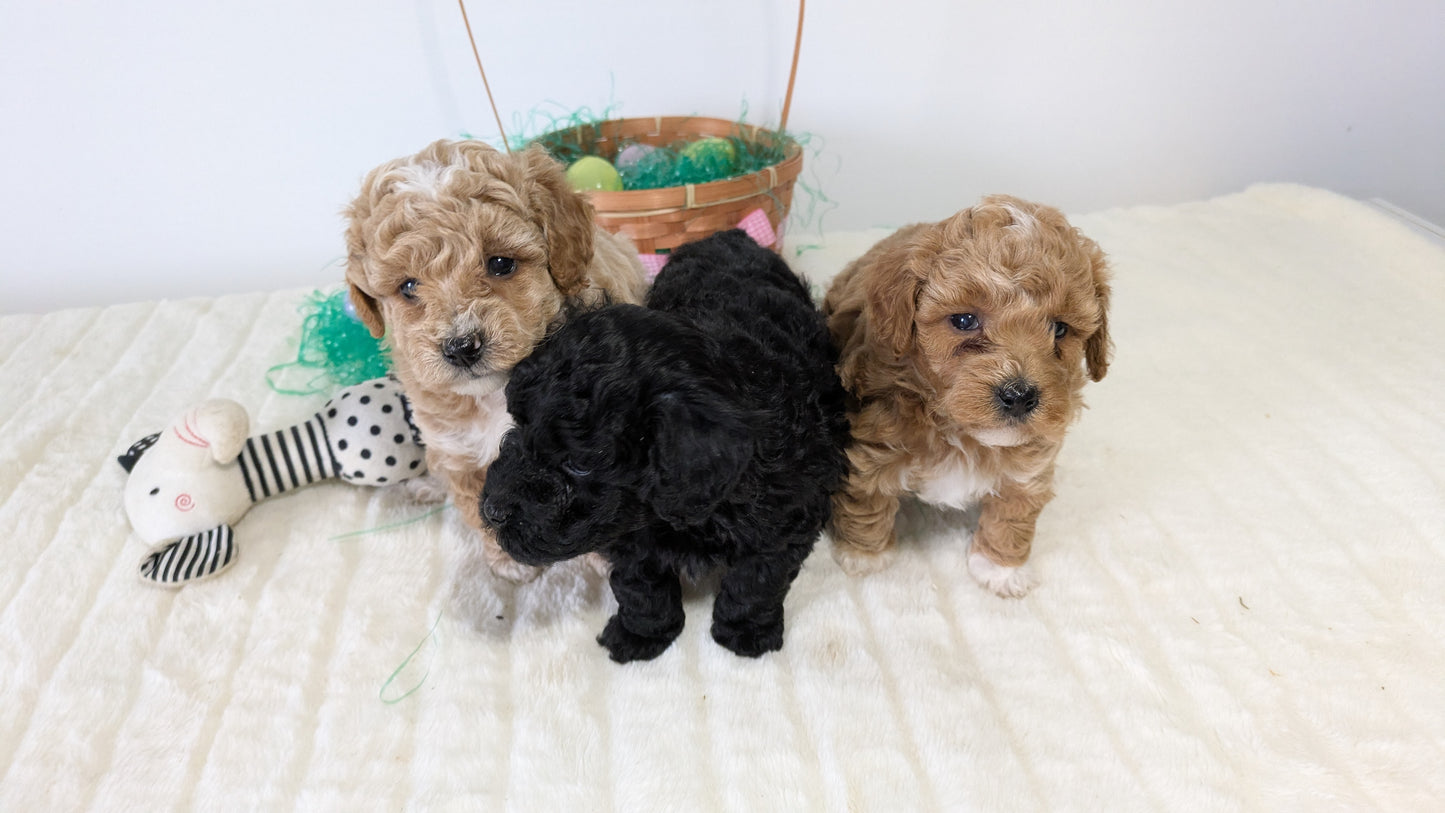 MINI POODLE (03/13) MALE