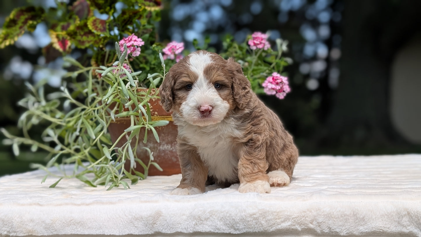 MINI BERNEDOODLE (06/11) MALE