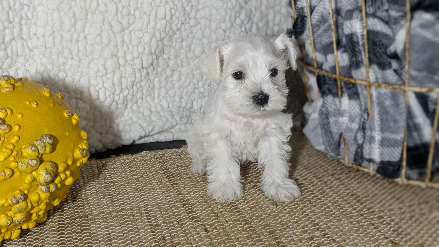 MINI SCHNAUZER (09/23) FEMALE