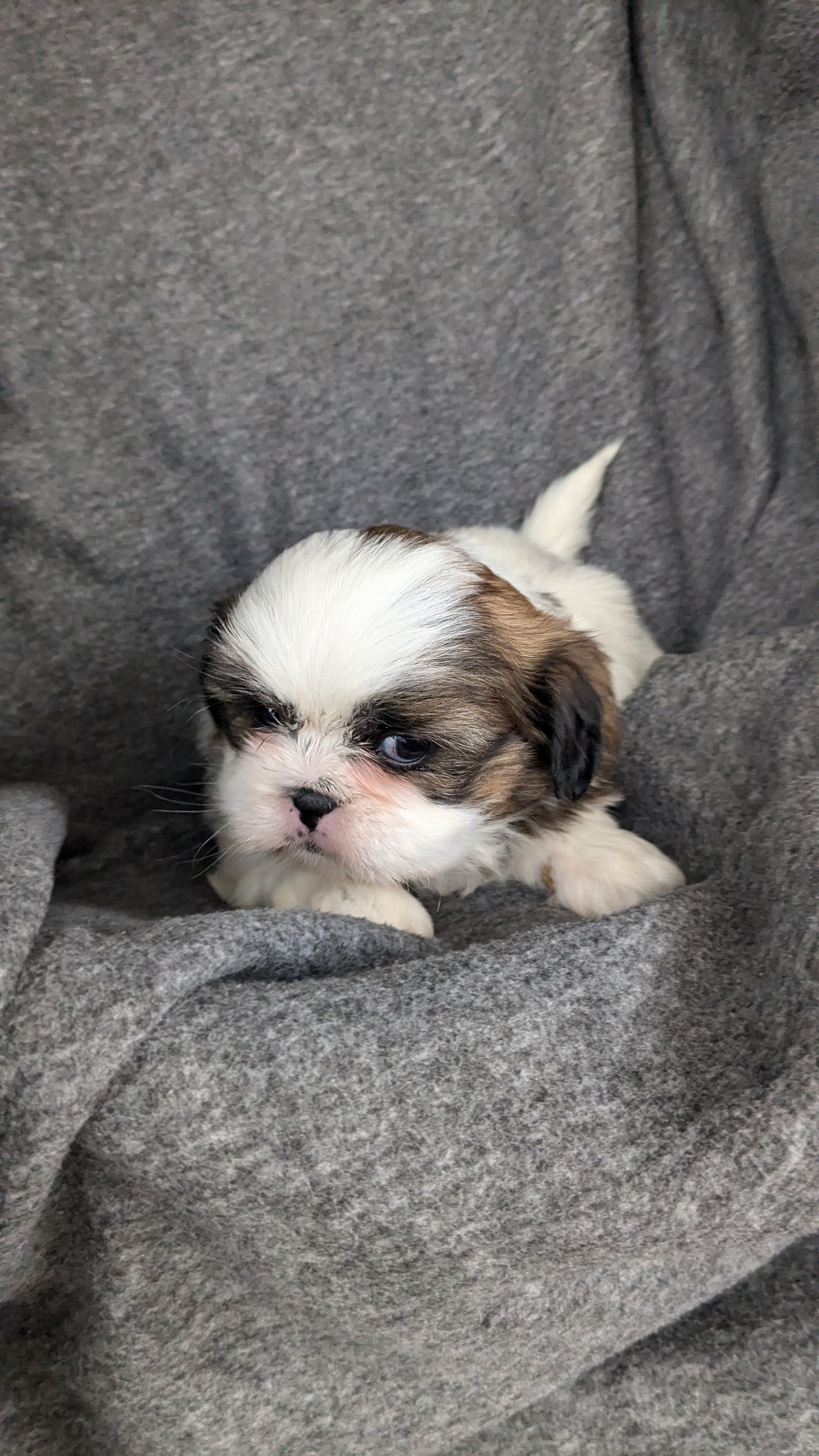 SHIH TZU (10/08) FEMALE