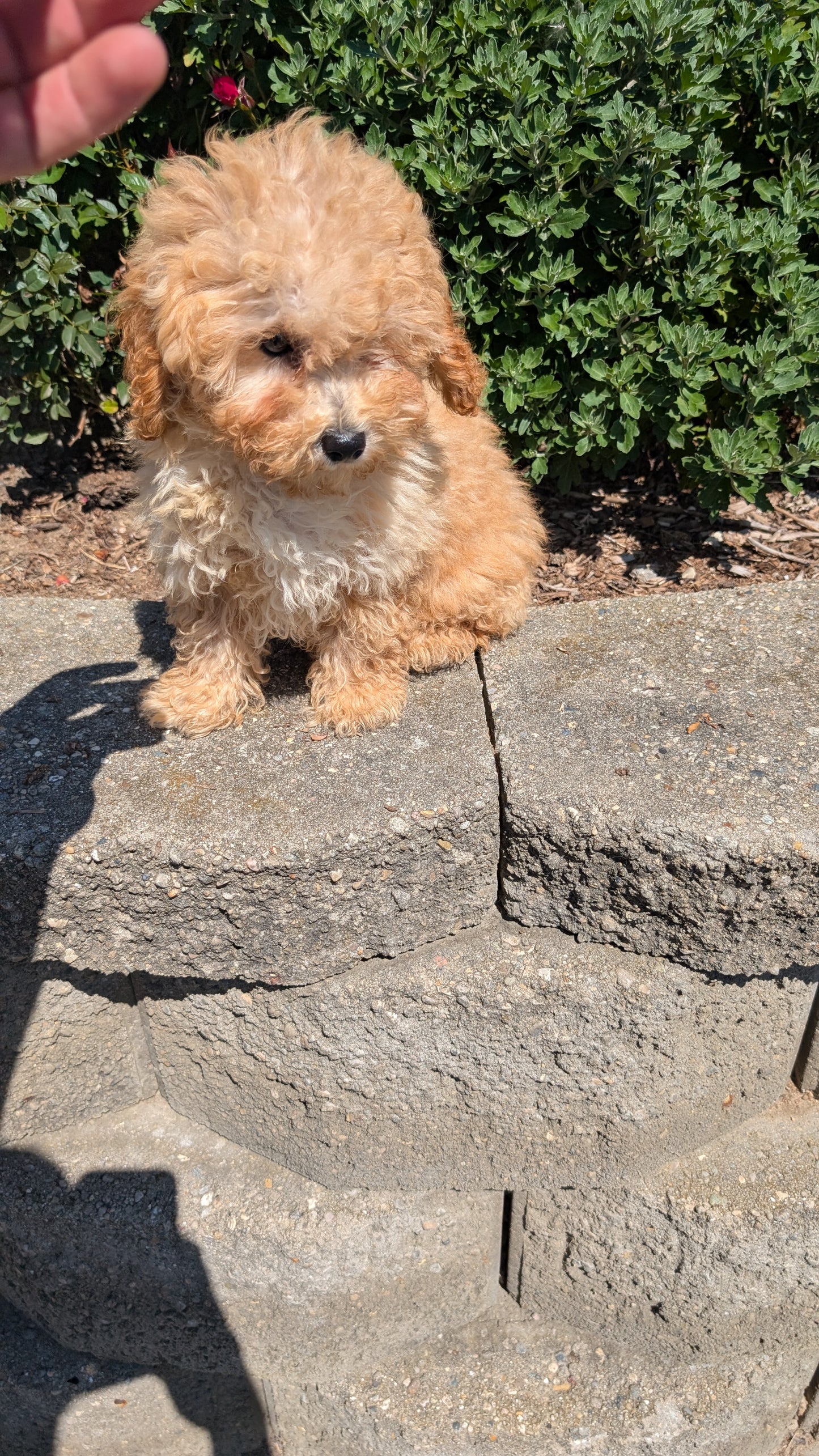 MINI POODLE (05/19) FEMALE