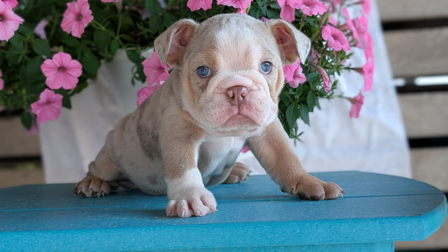 ENGLISH BULLDOG (06/30) MALE