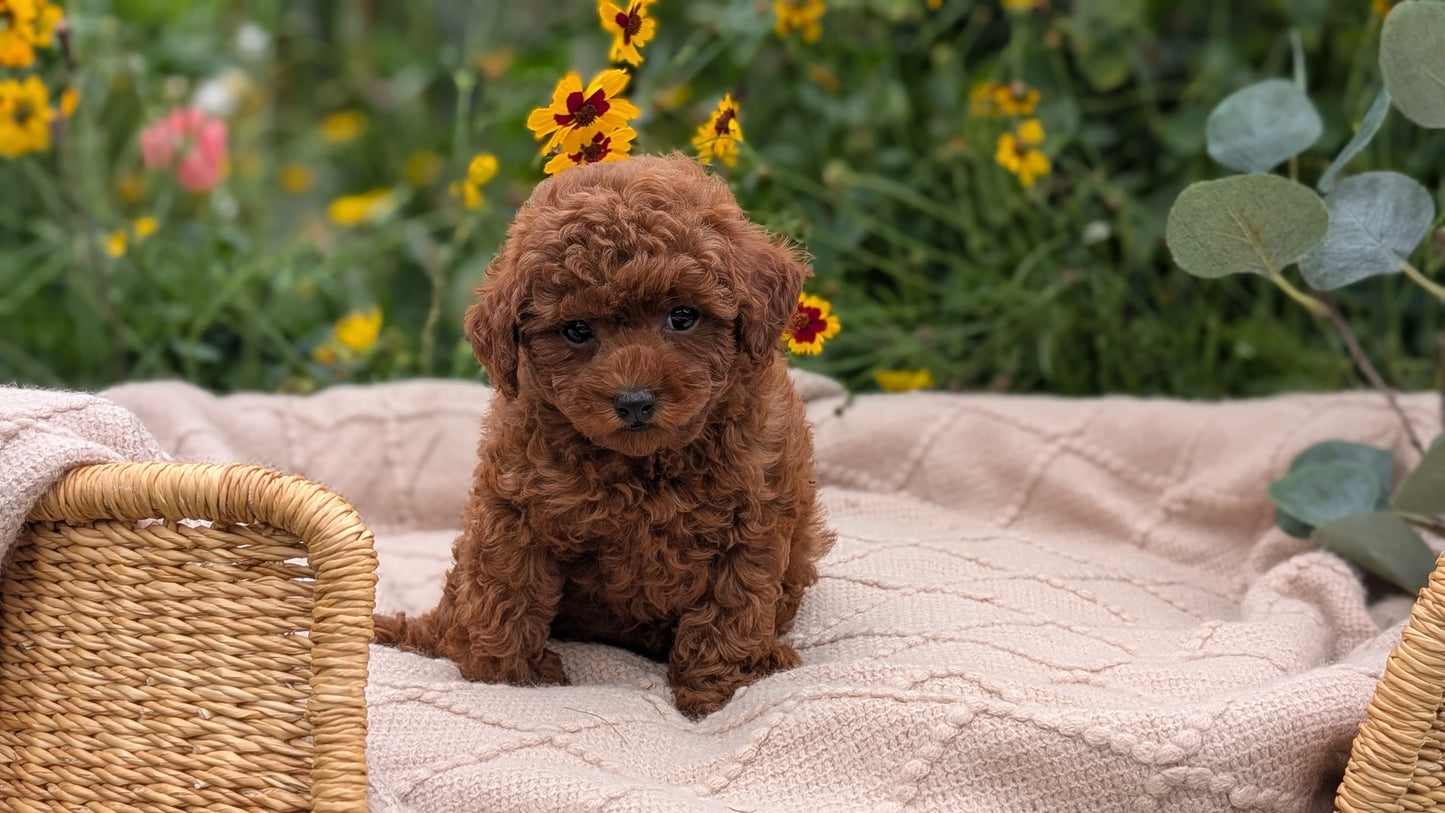 TOY POODLE (07/01) FEMALE