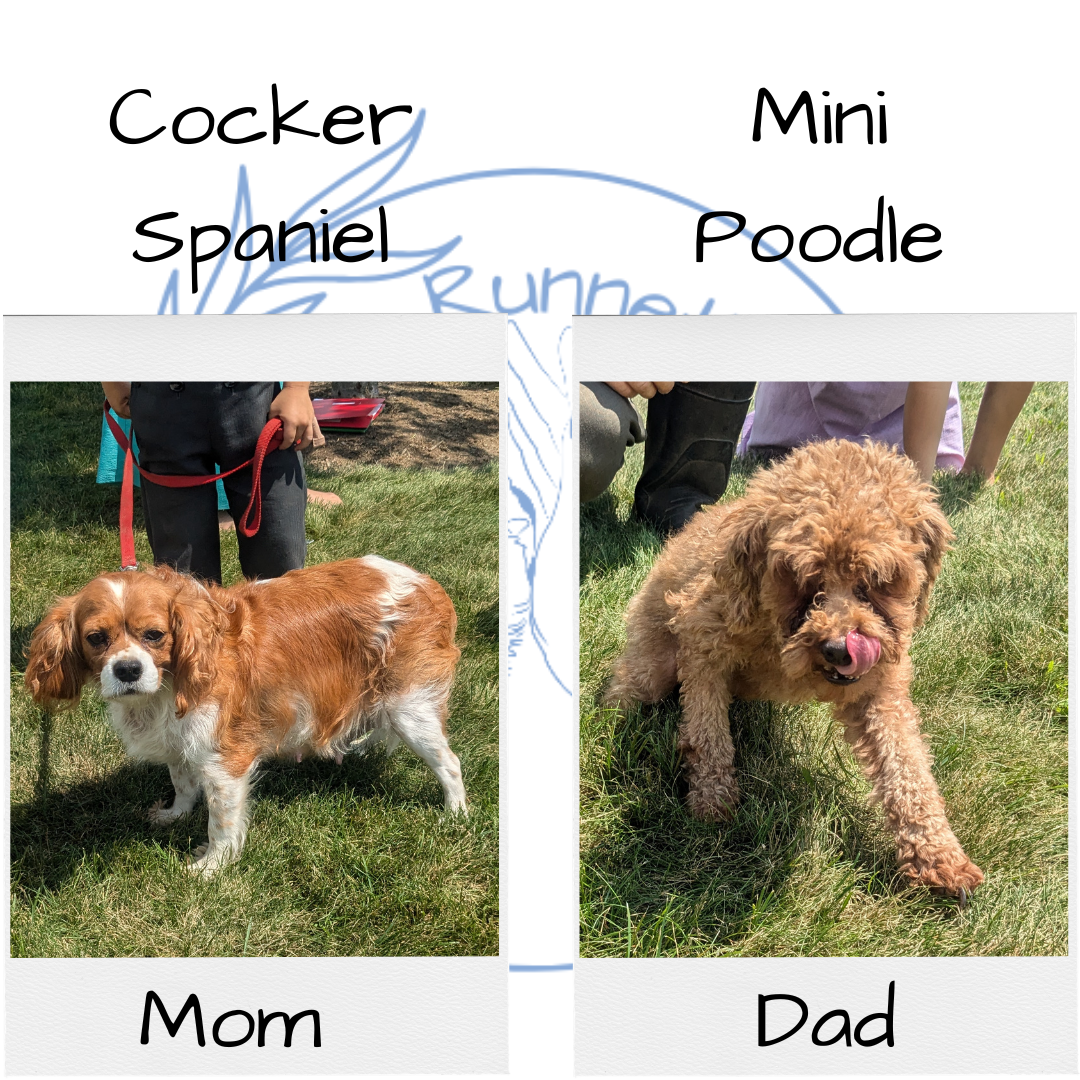 CAVAPOO (06/05) MALE